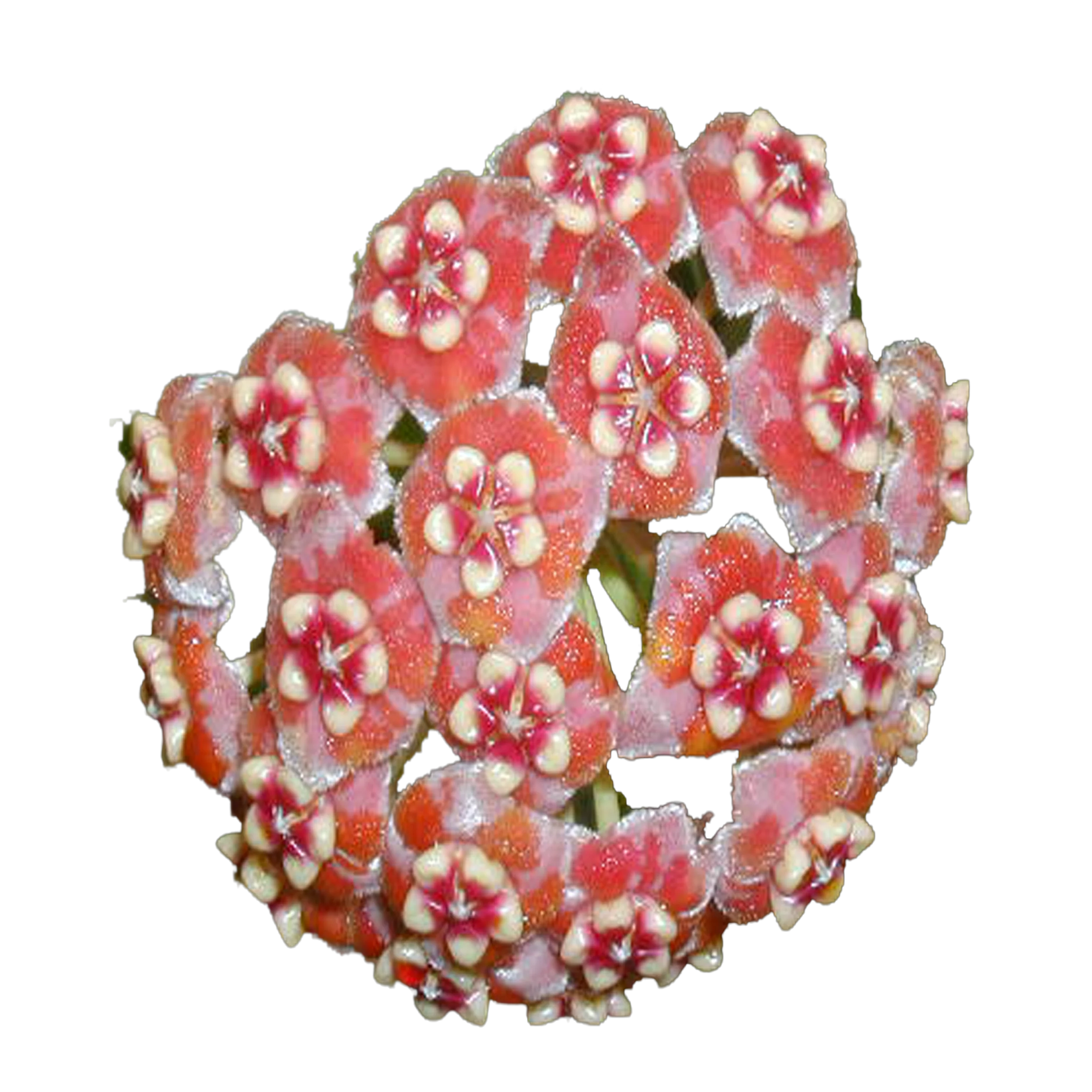 Hoya meliflua