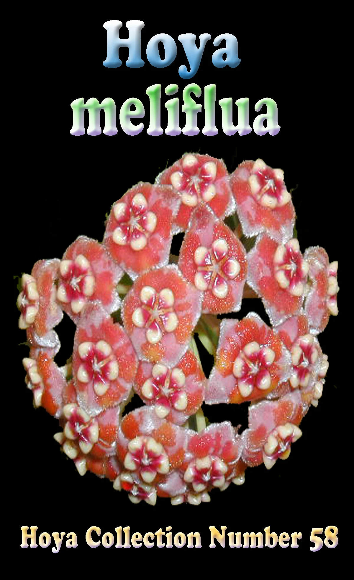 Hoya meliflua - Image 2