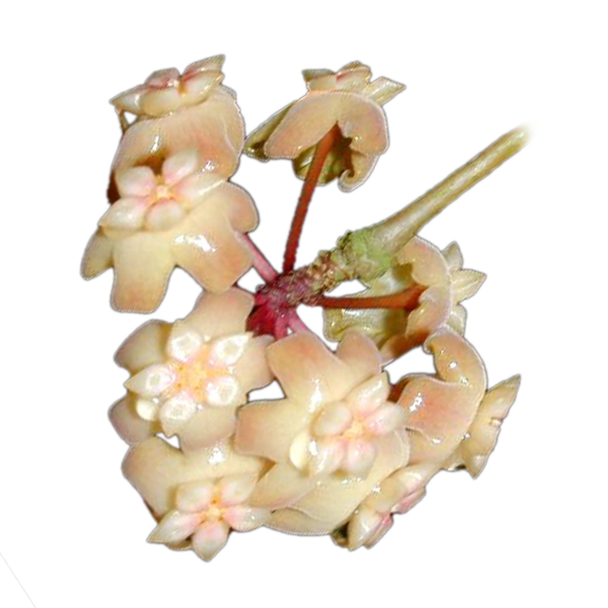 Hoya merrillii