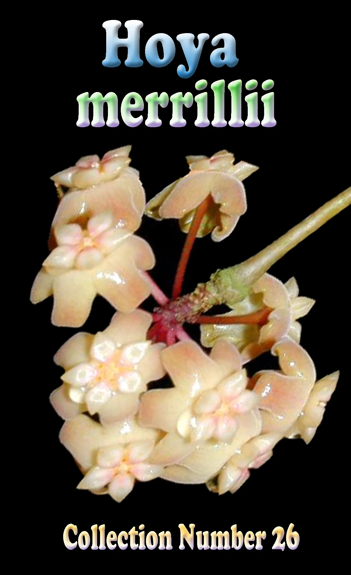 Hoya merrillii - Image 2