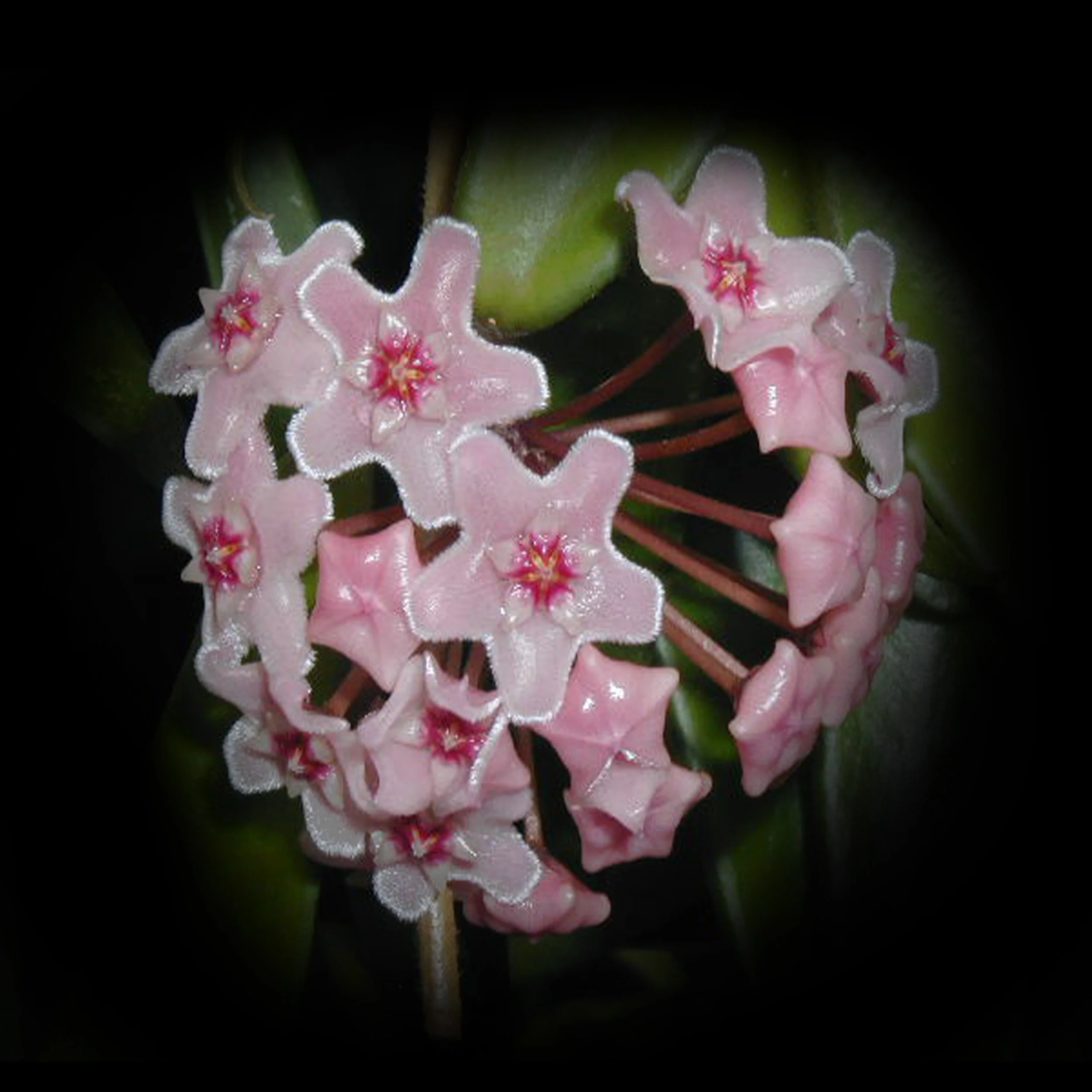 Hoya Minibelle
