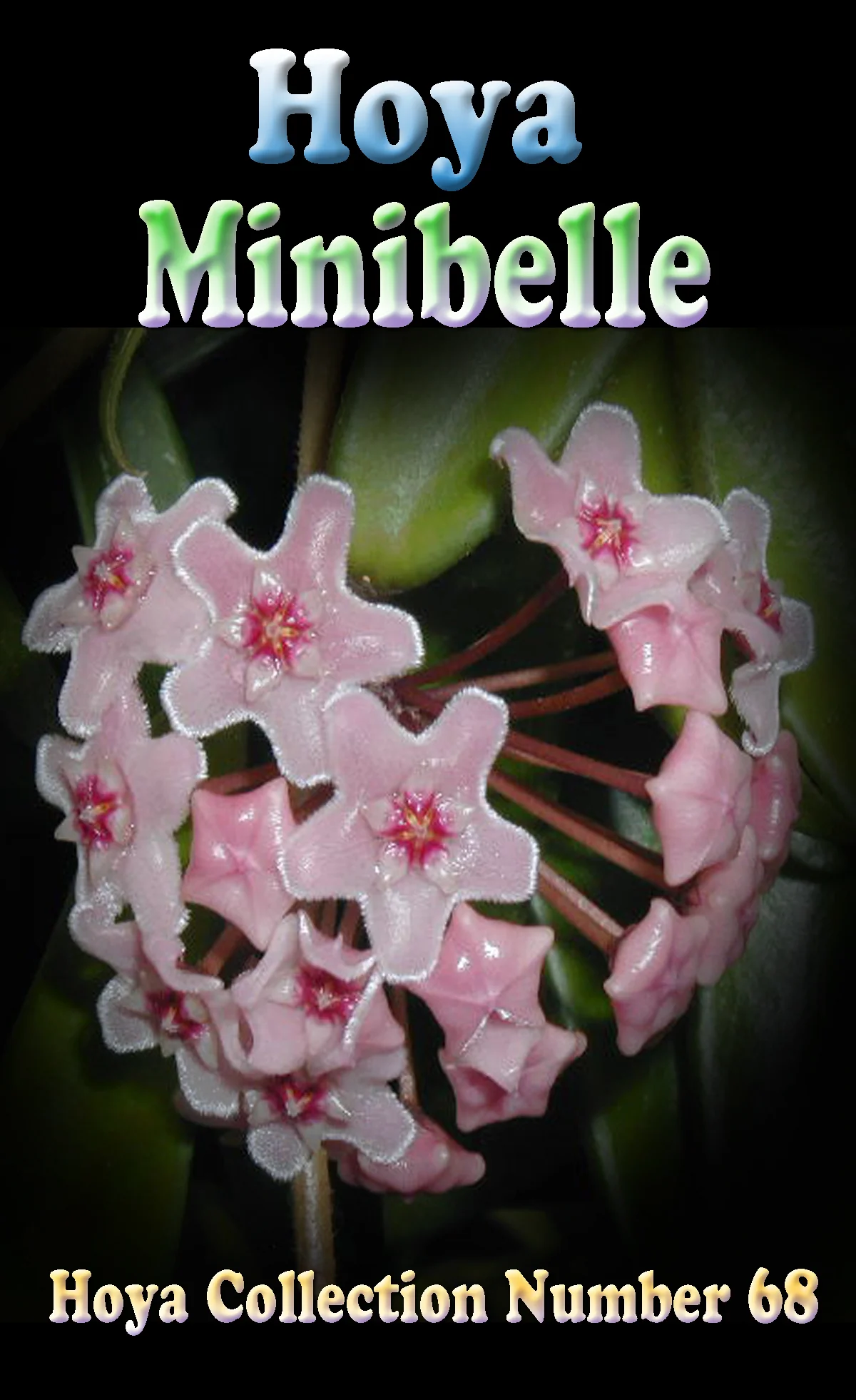 Hoya Minibelle - Image 2