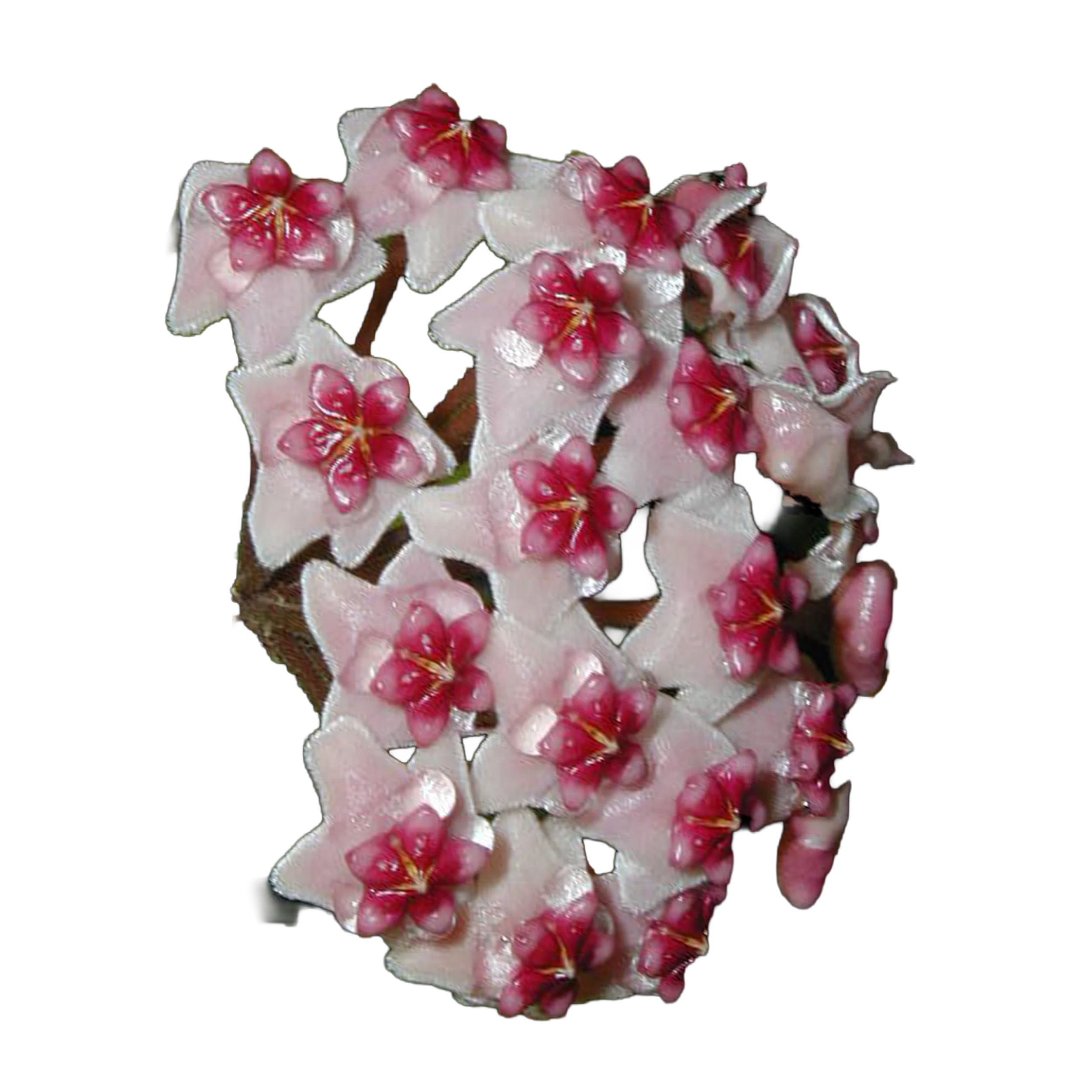 Hoya obovata