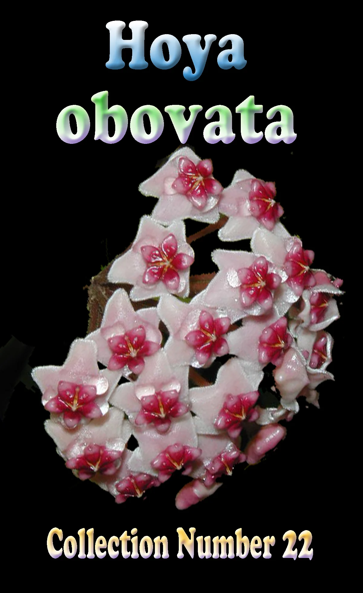 Hoya obovata - Image 2