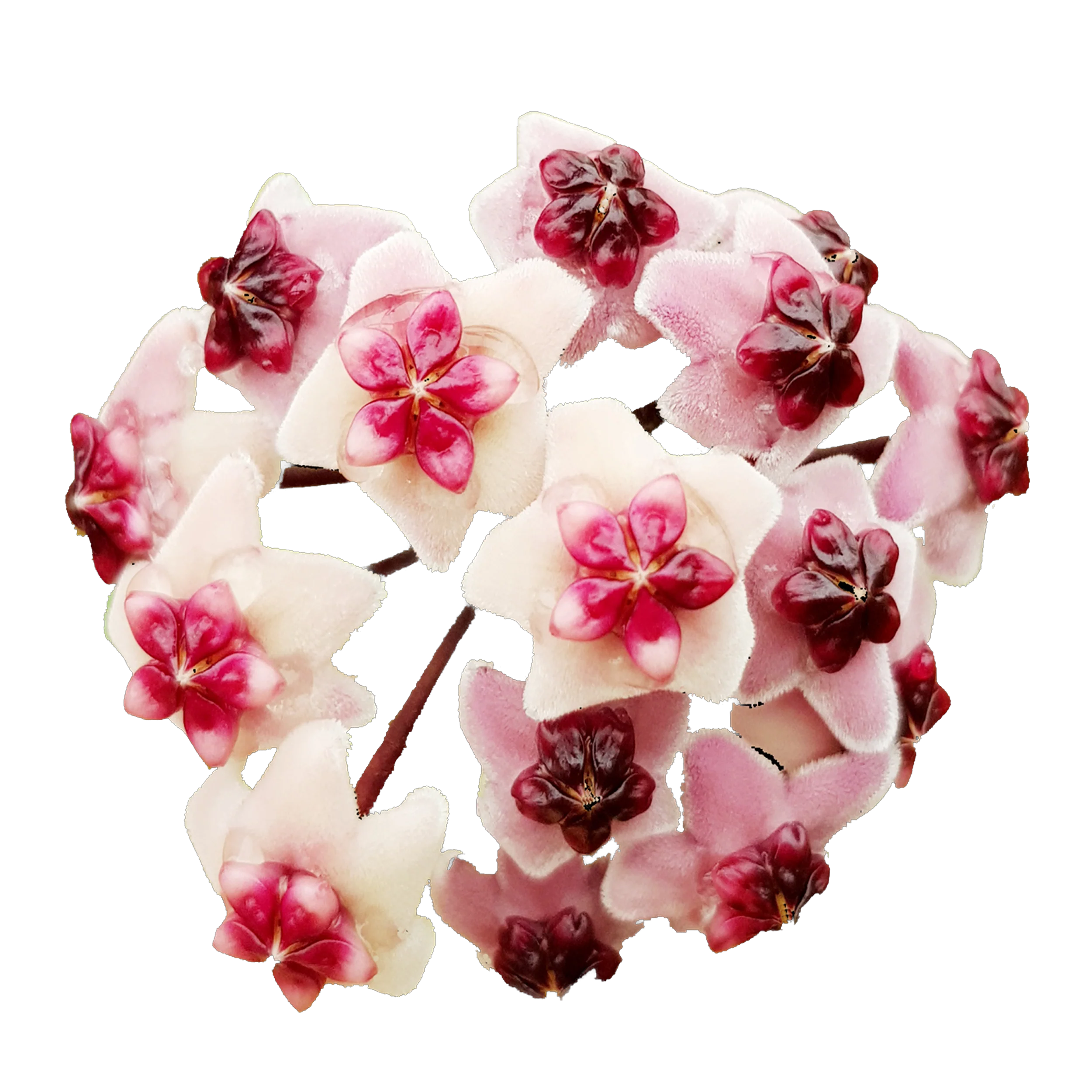 Hoya obovata 'Chimera'
