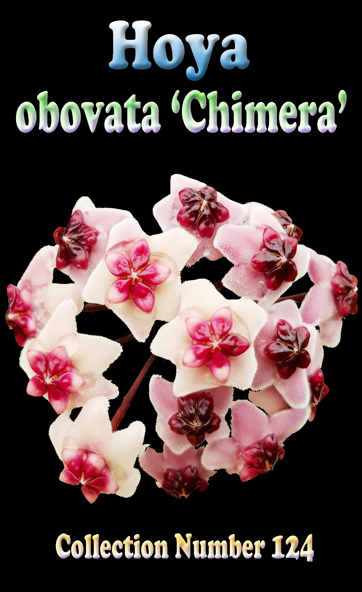 Hoya obovata 'Chimera' - Image 2