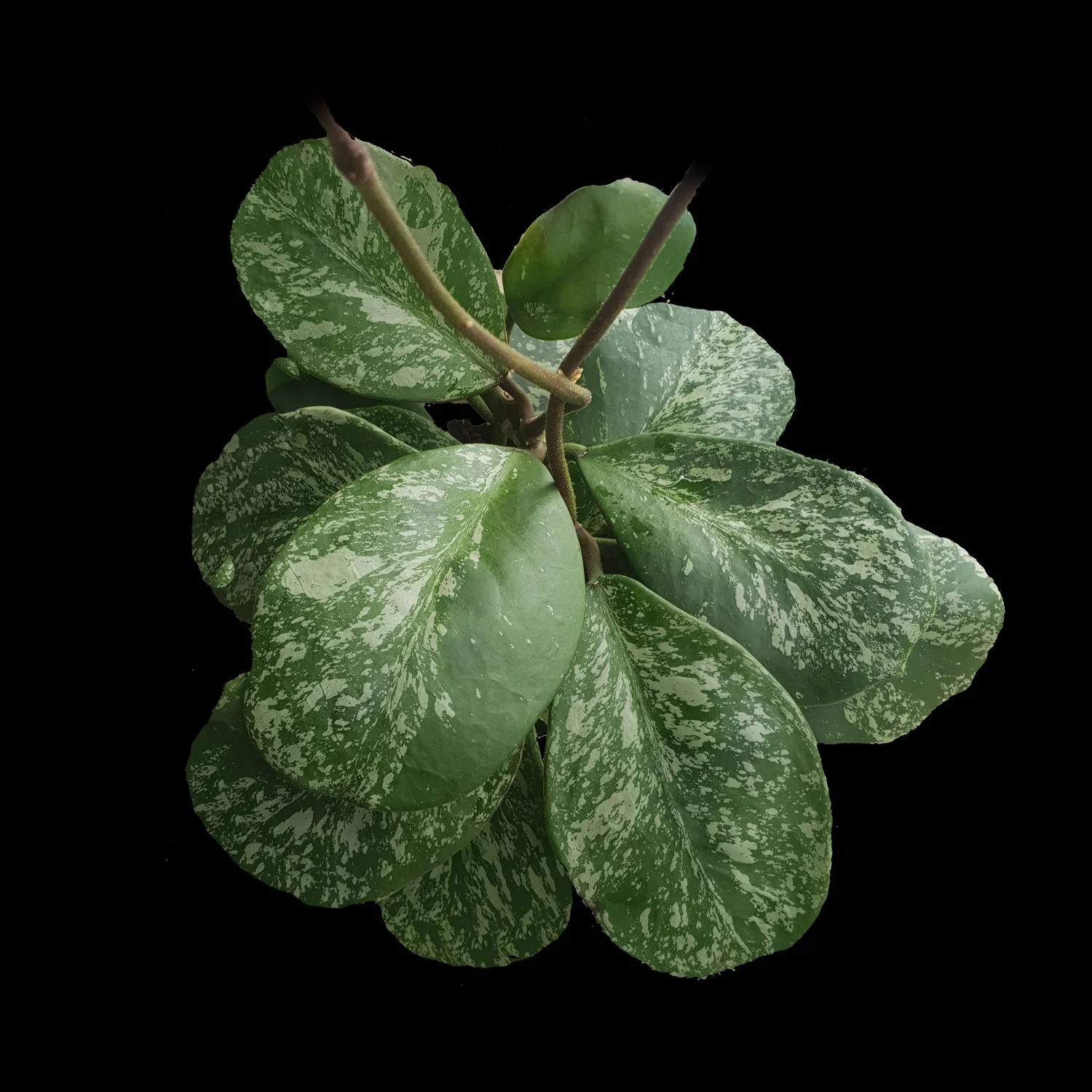 Hoya obovata 'Splash'