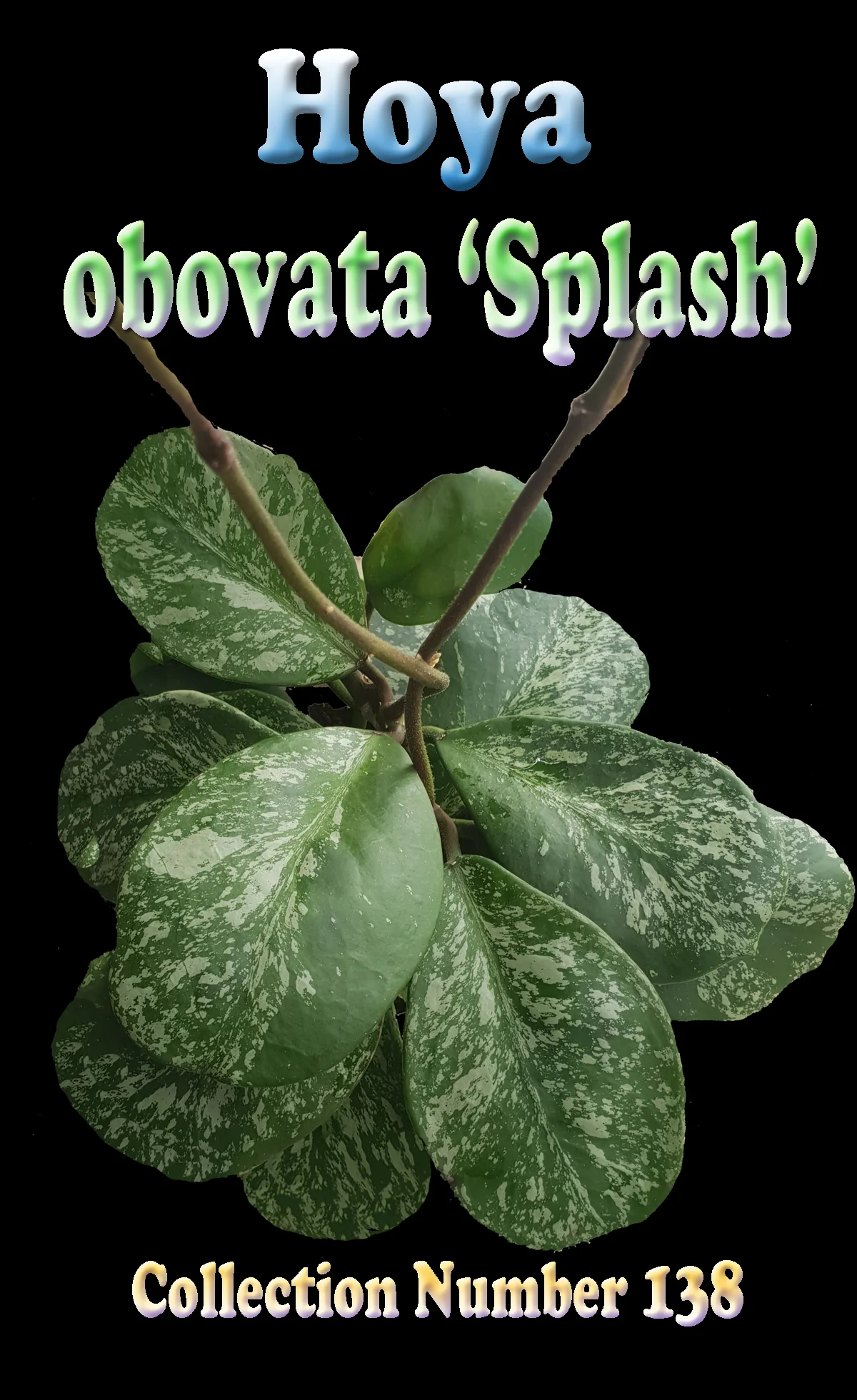 Hoya obovata 'Splash' - Image 2