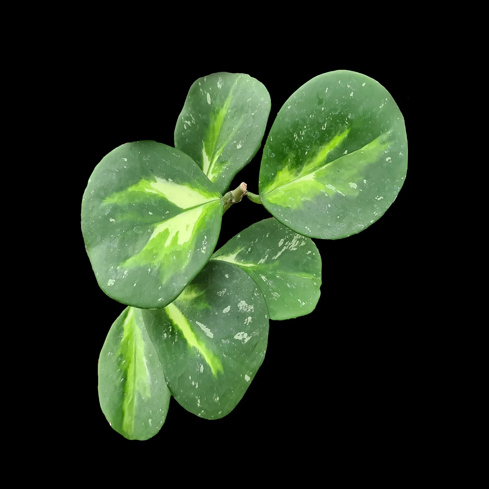 Hoya obovata 'Variegata'