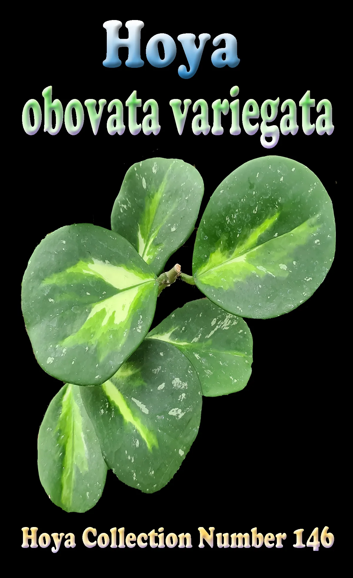 Hoya obovata 'Variegata' - Image 2