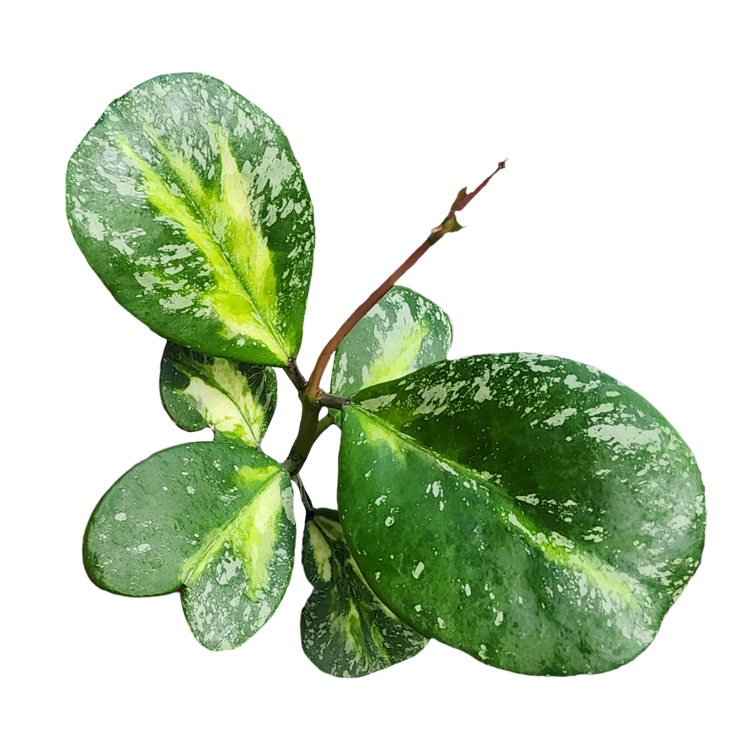 Hoya obovata variegata 'Splash'