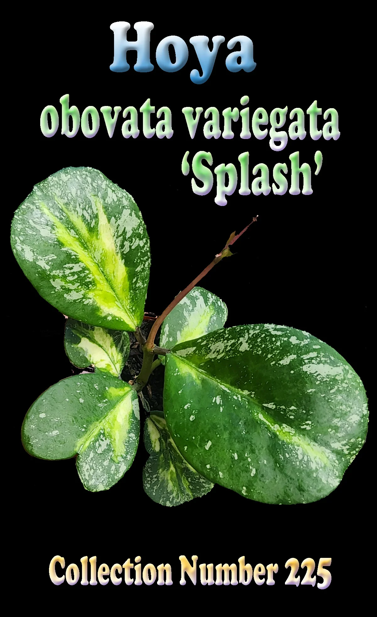 Hoya obovata variegata 'Splash' - Image 2