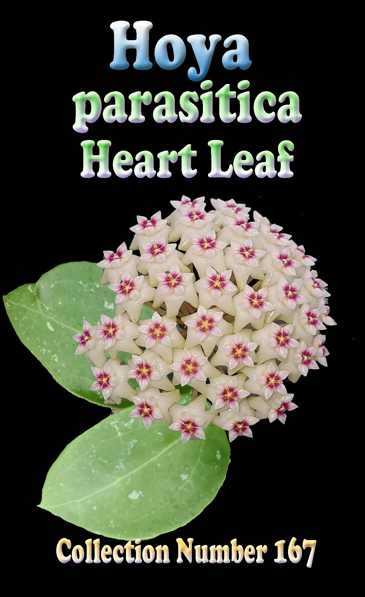 Hoya parasitica 'Heart Leaf' - Image 2