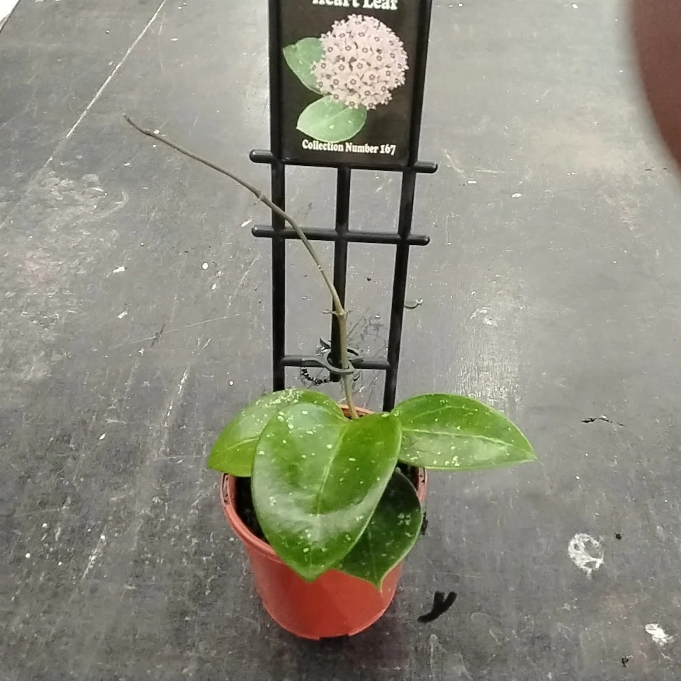 Hoya parasitica 'Heart Leaf' - Image 3