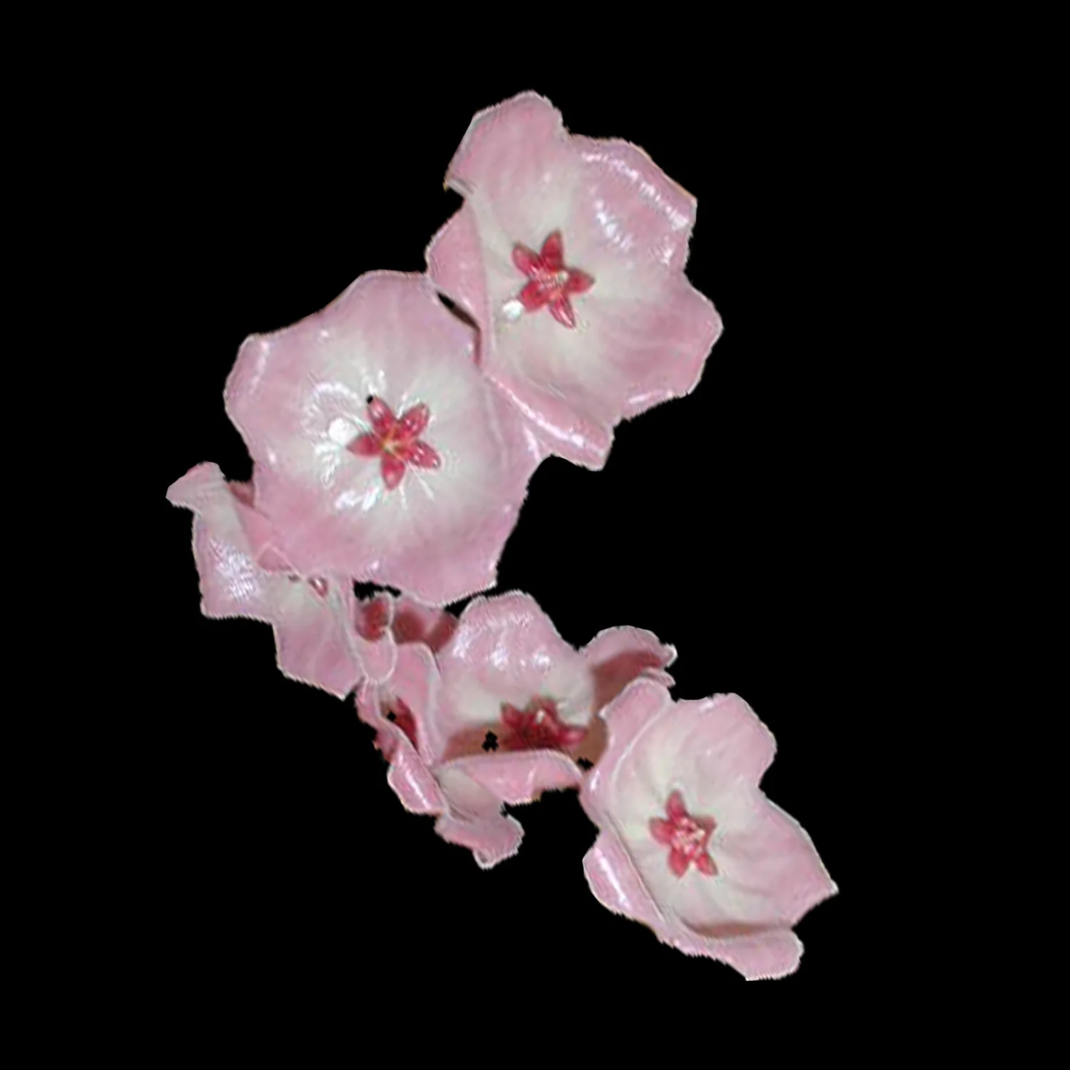 Hoya patella