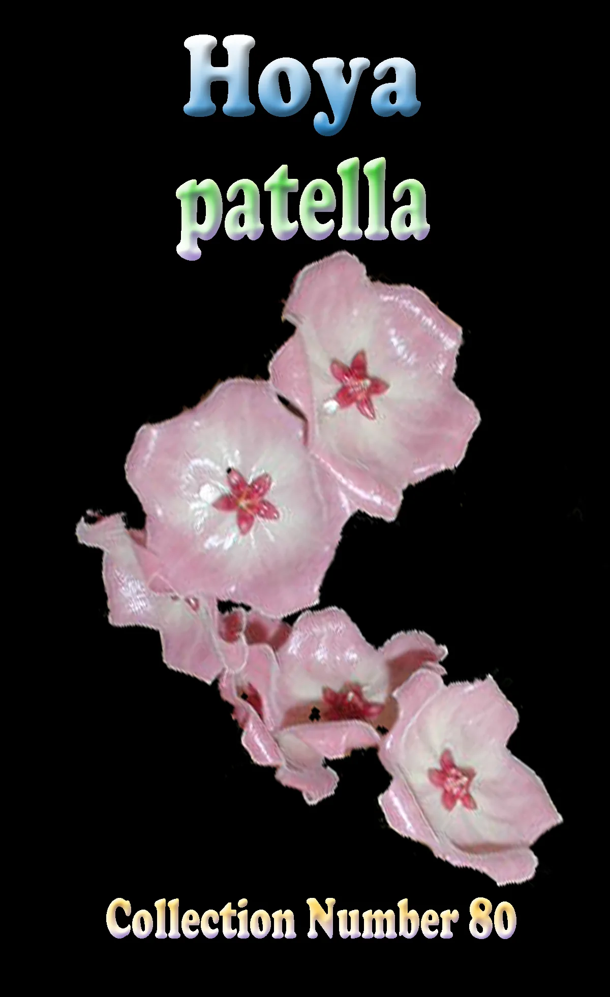 Hoya patella - Image 2
