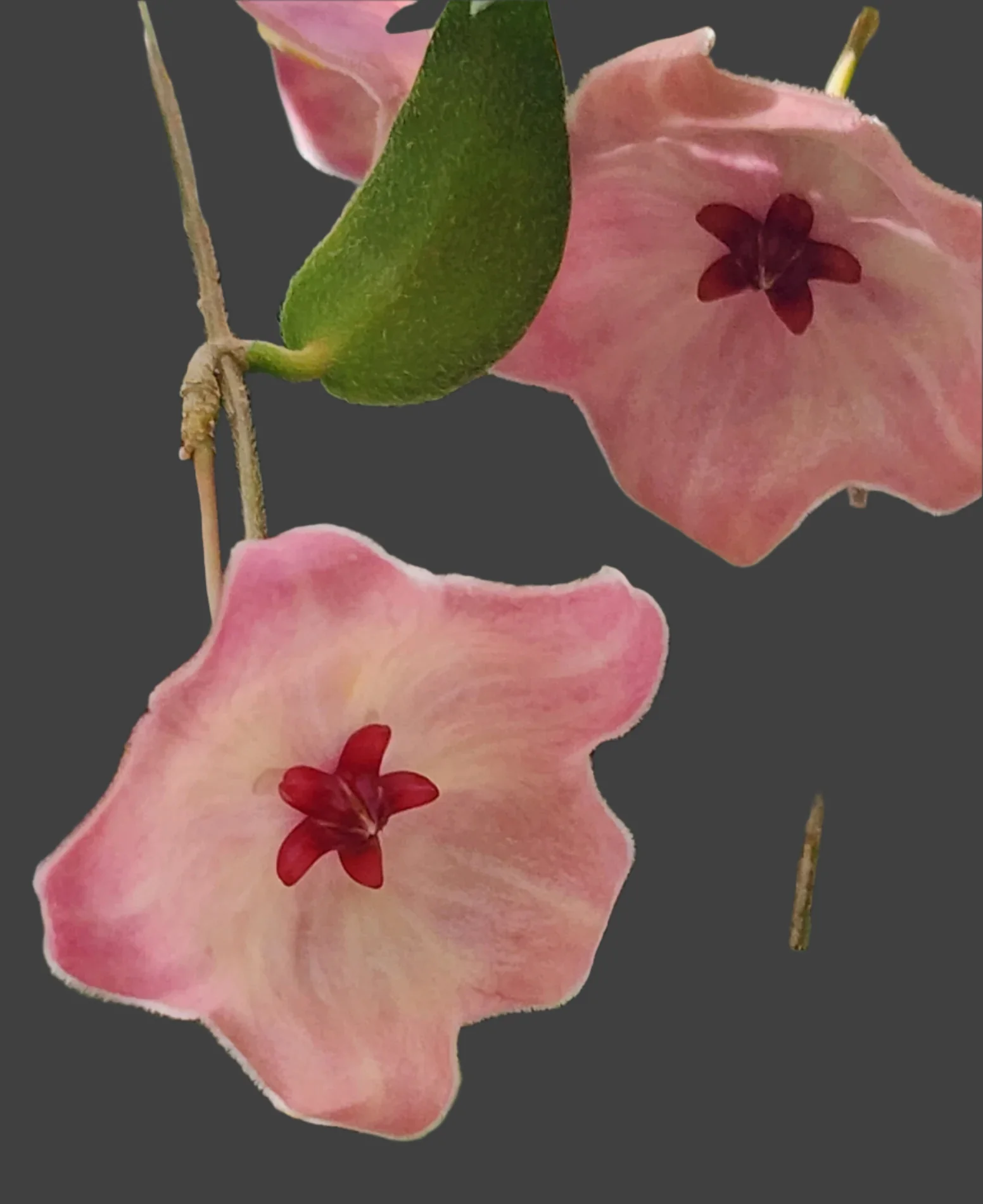 Hoya patella - Image 3