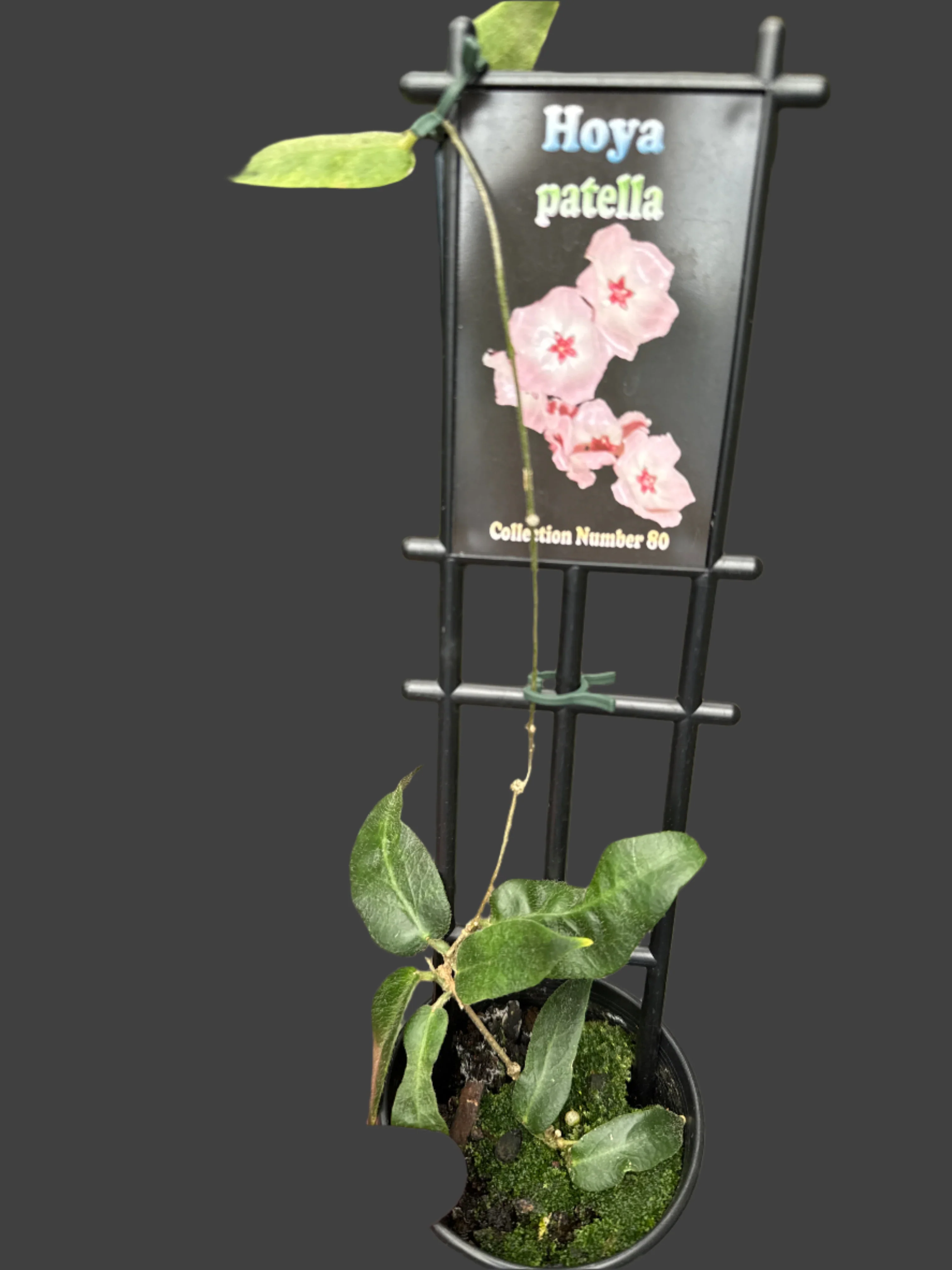Hoya patella - Image 4
