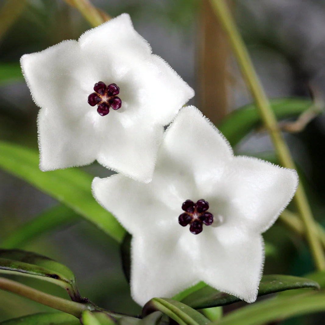 Hoya pauciflora - Image 2