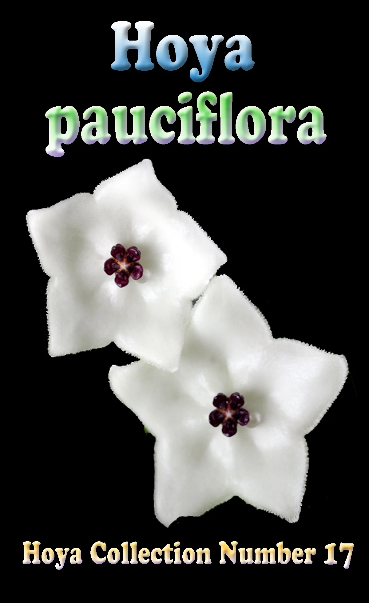 Hoya pauciflora - Image 3