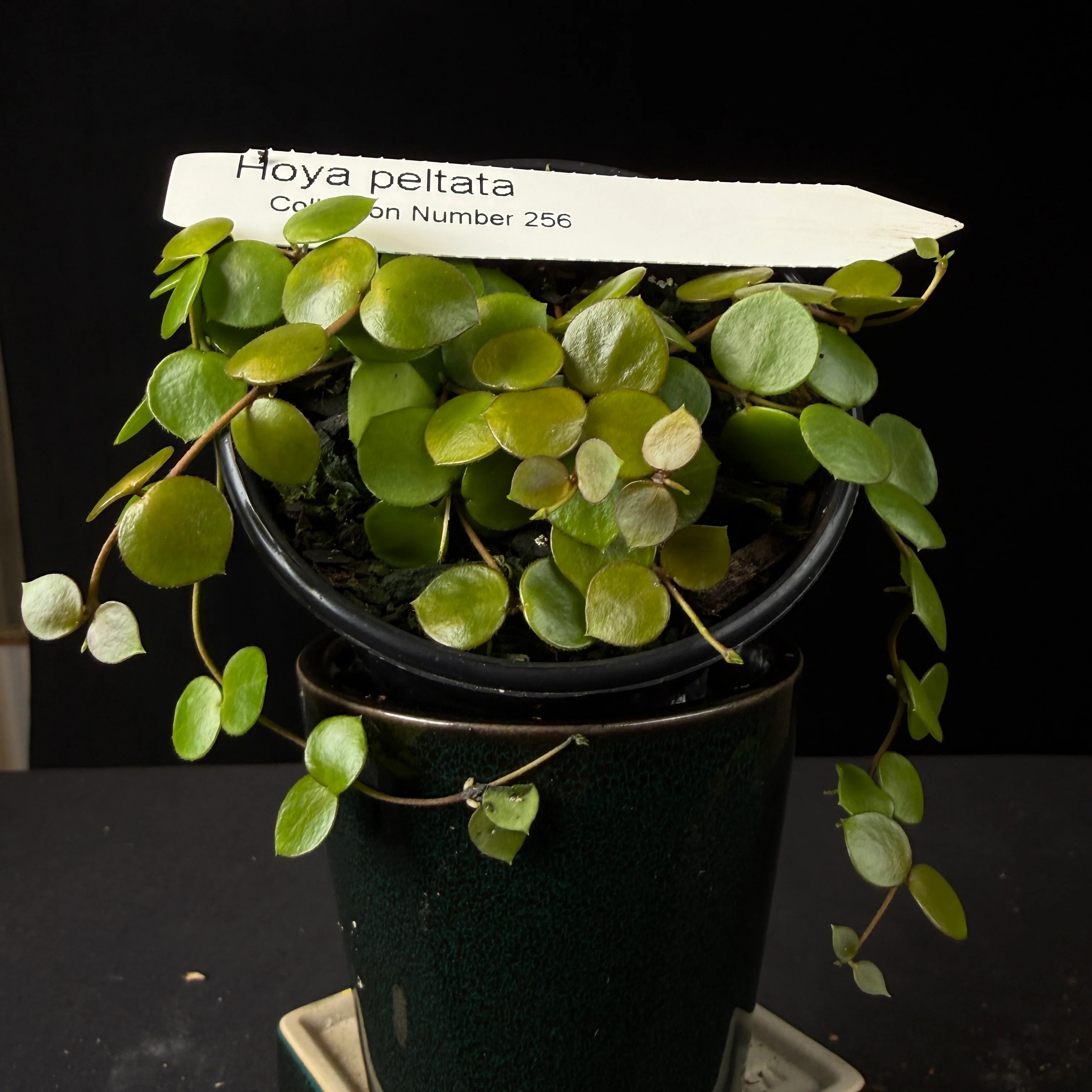 Hoya peltata (WA Prohibited)