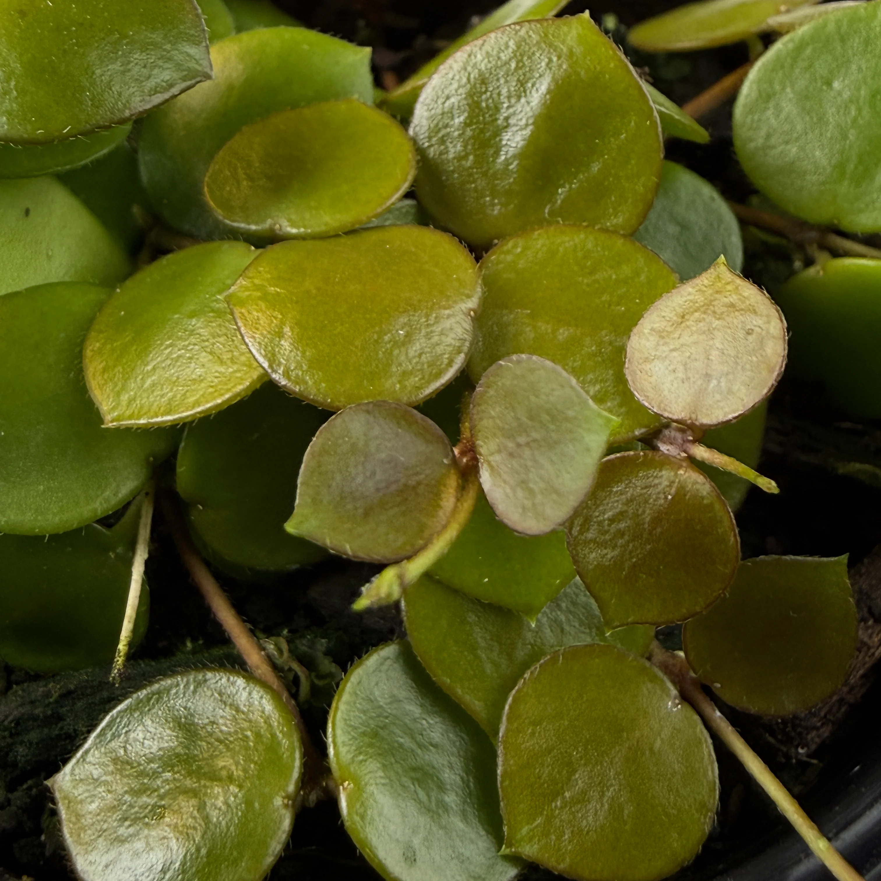 Hoya peltata (WA Prohibited) - Image 2