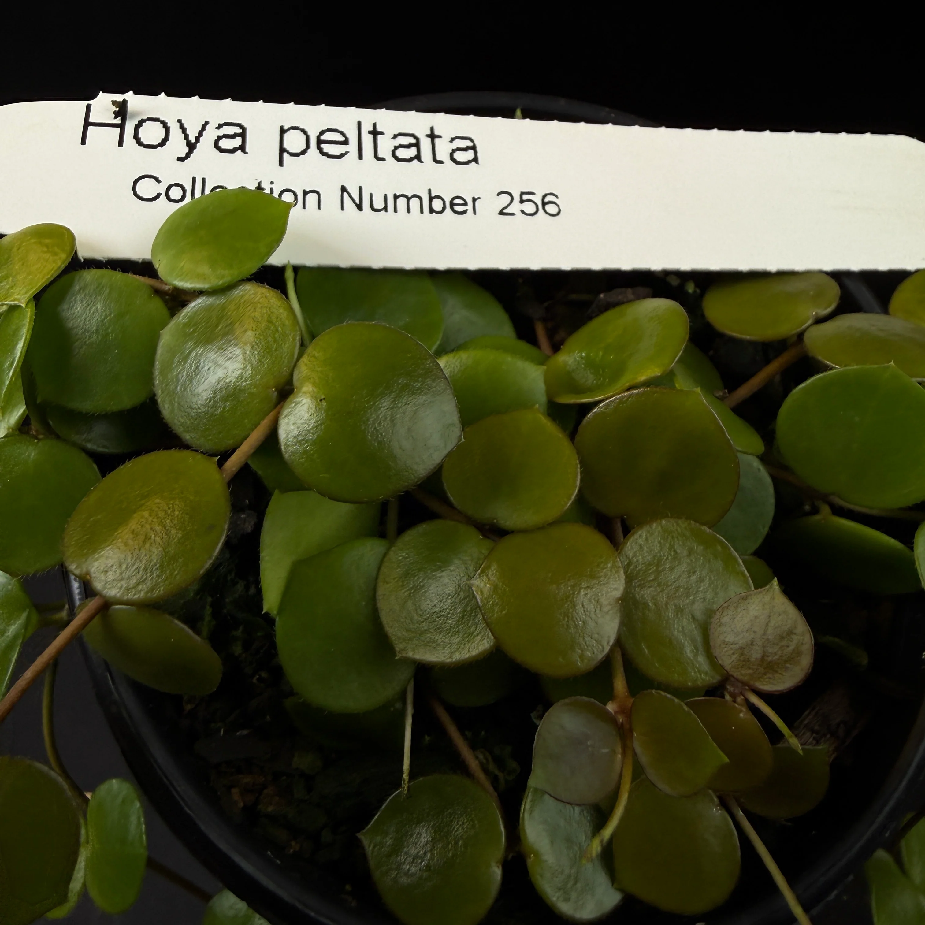 Hoya peltata (WA Prohibited) - Image 3