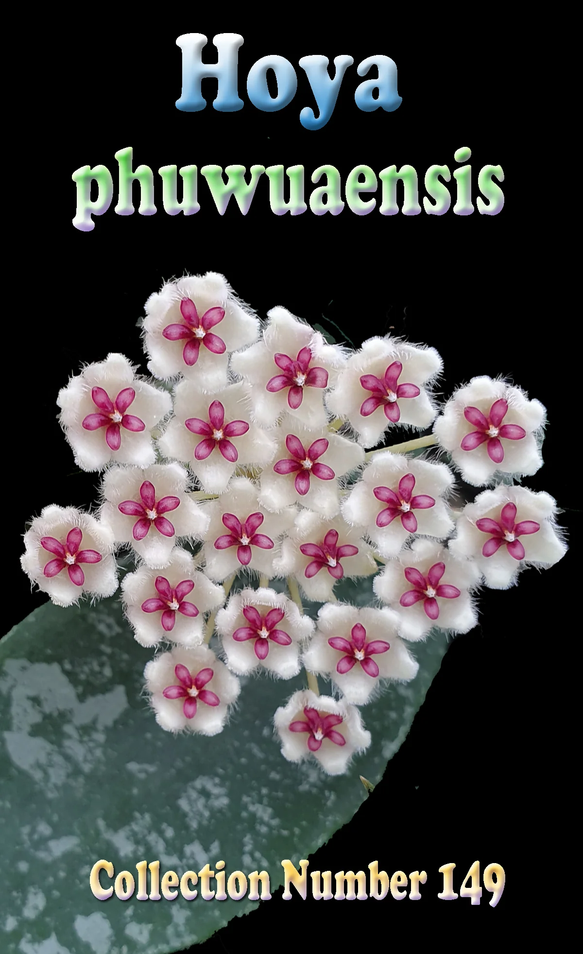 Hoya phuwuaensis (WA Prohibited) - Image 2