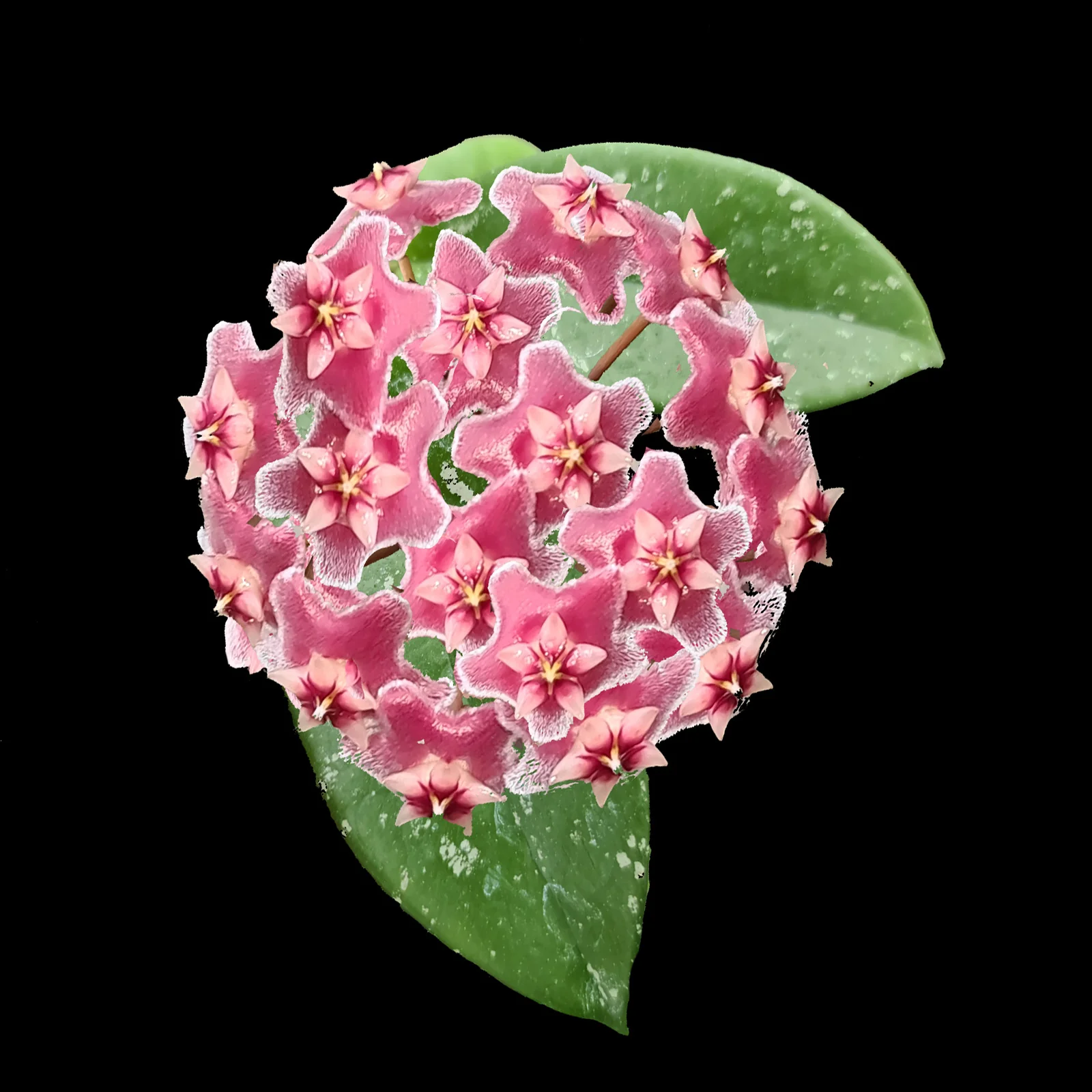 Hoya pubicalyx