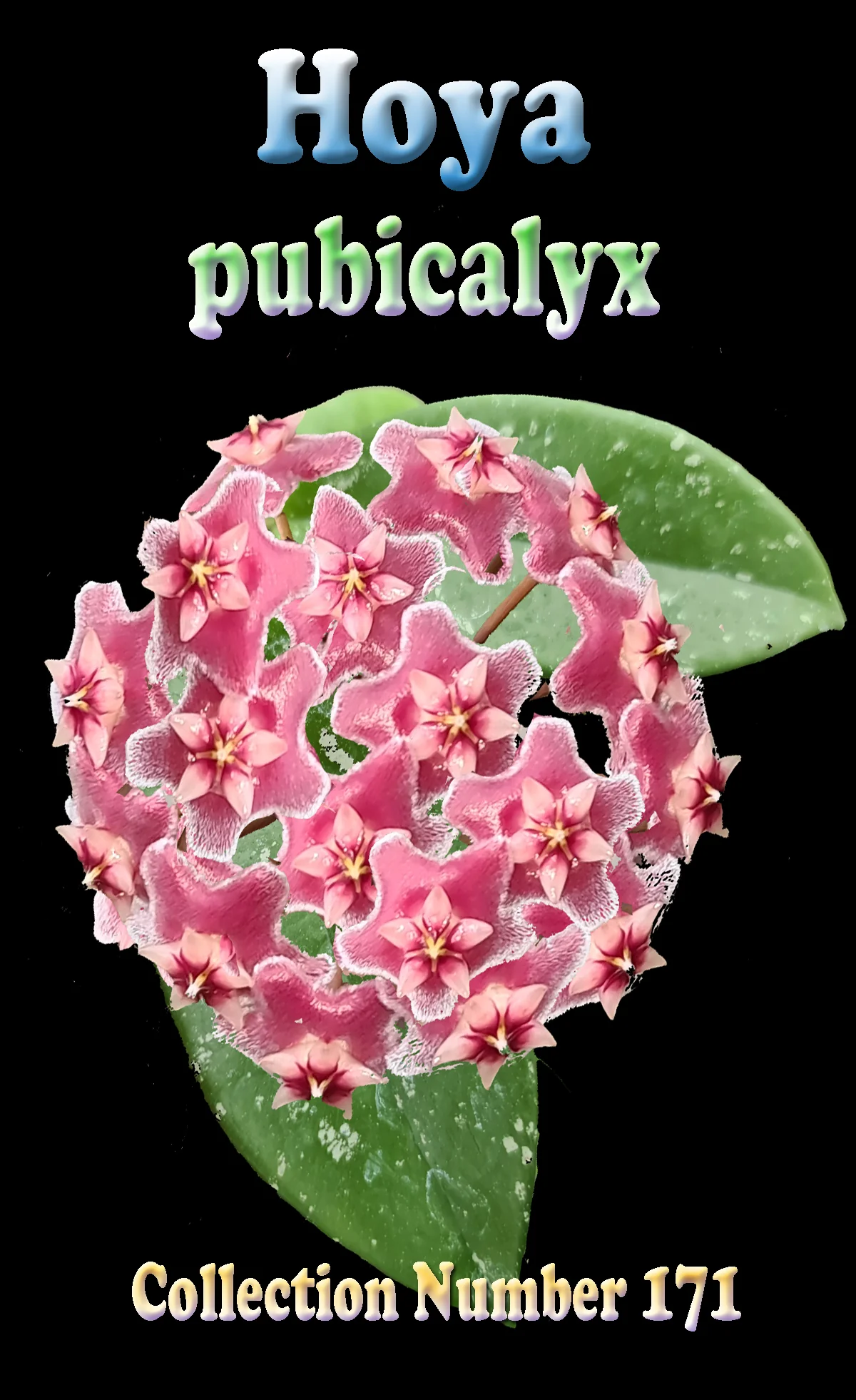 Hoya pubicalyx - Image 2
