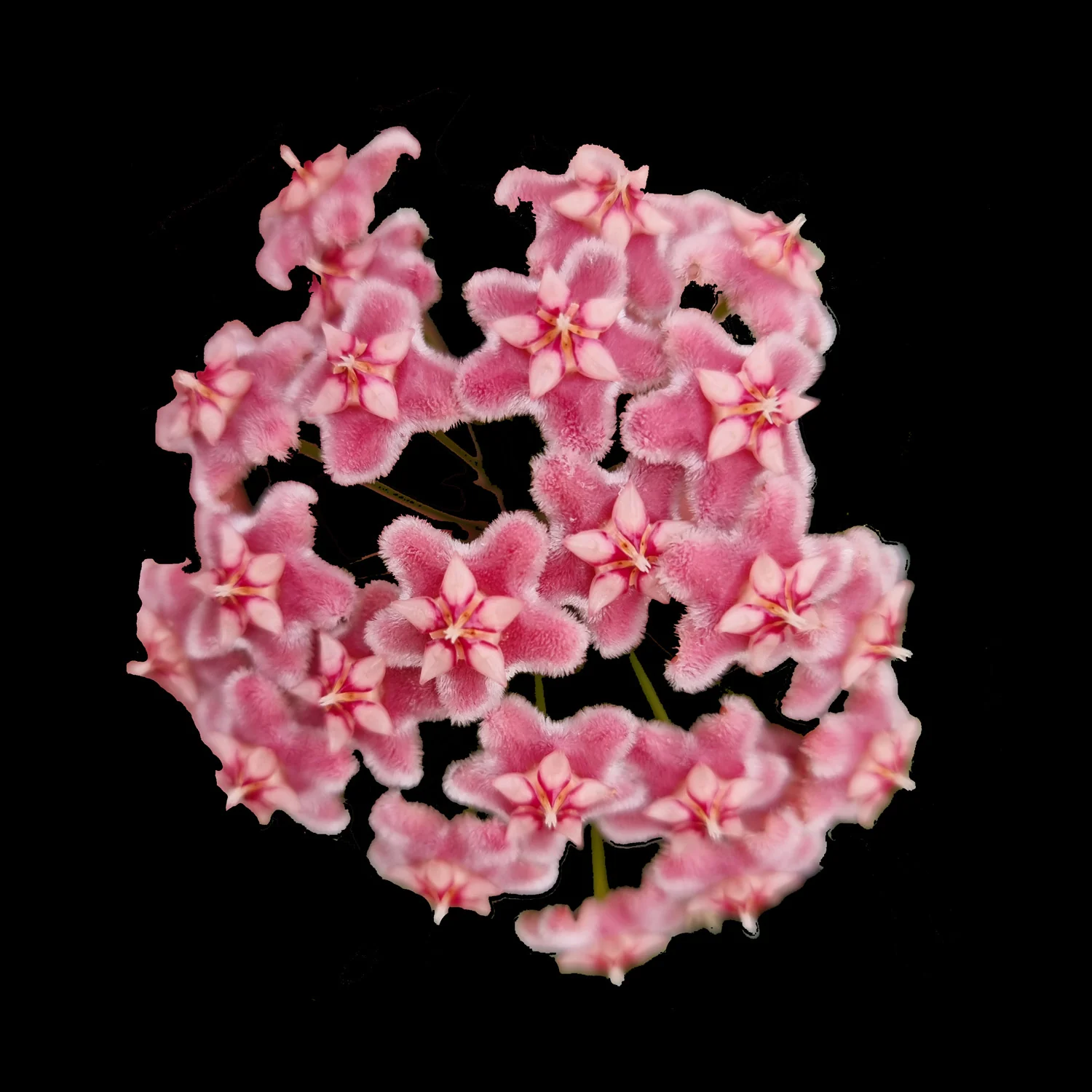 Hoya pubicalyx 'Pink Dragon'