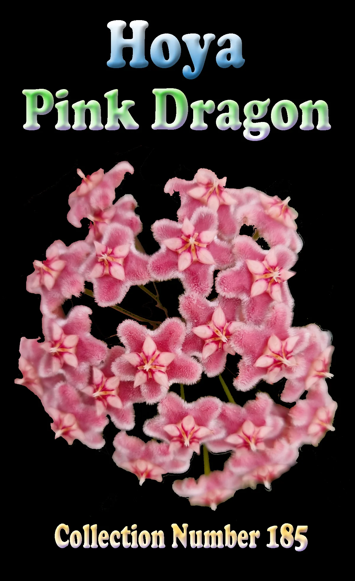 Hoya pubicalyx 'Pink Dragon' - Image 2