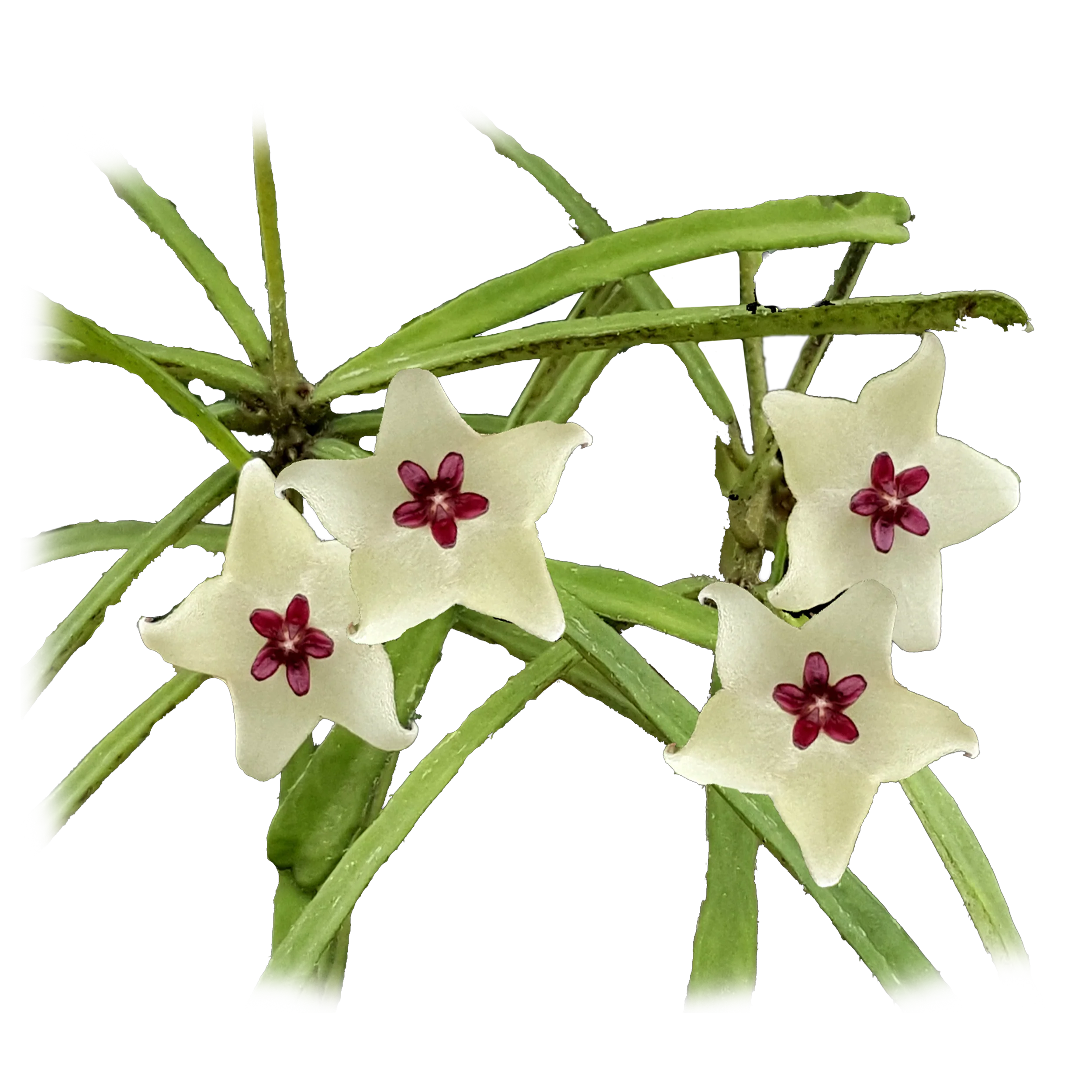 Hoya retusa