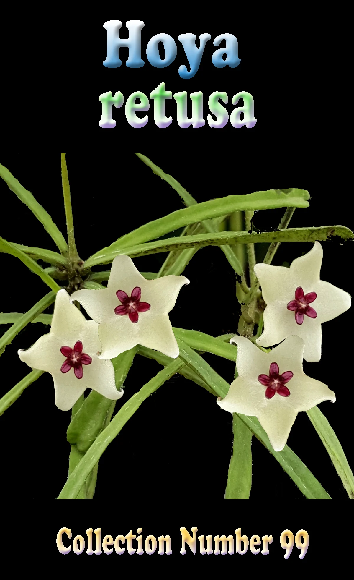 Hoya retusa - Image 2