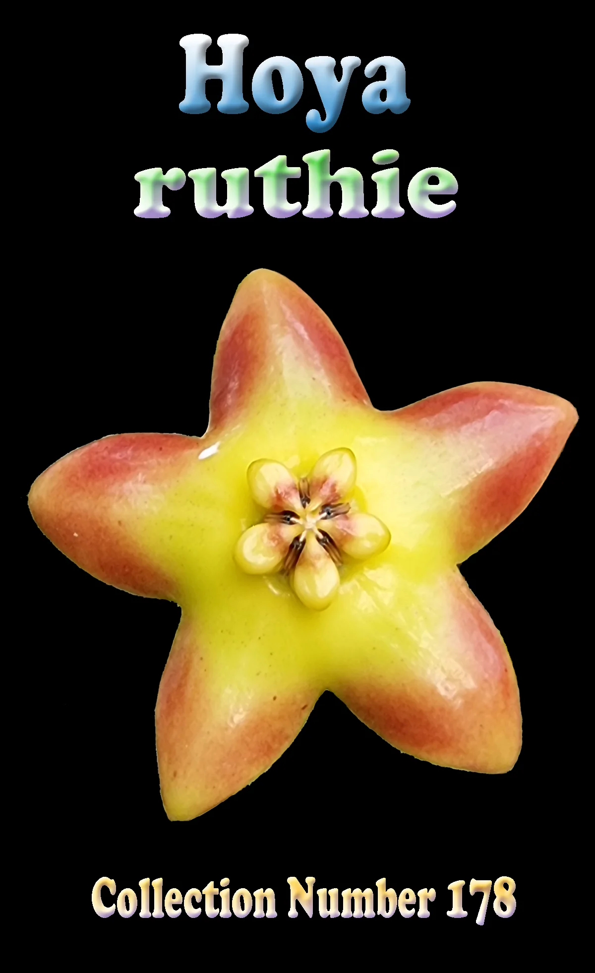 Hoya 'Ruthie' - Image 2