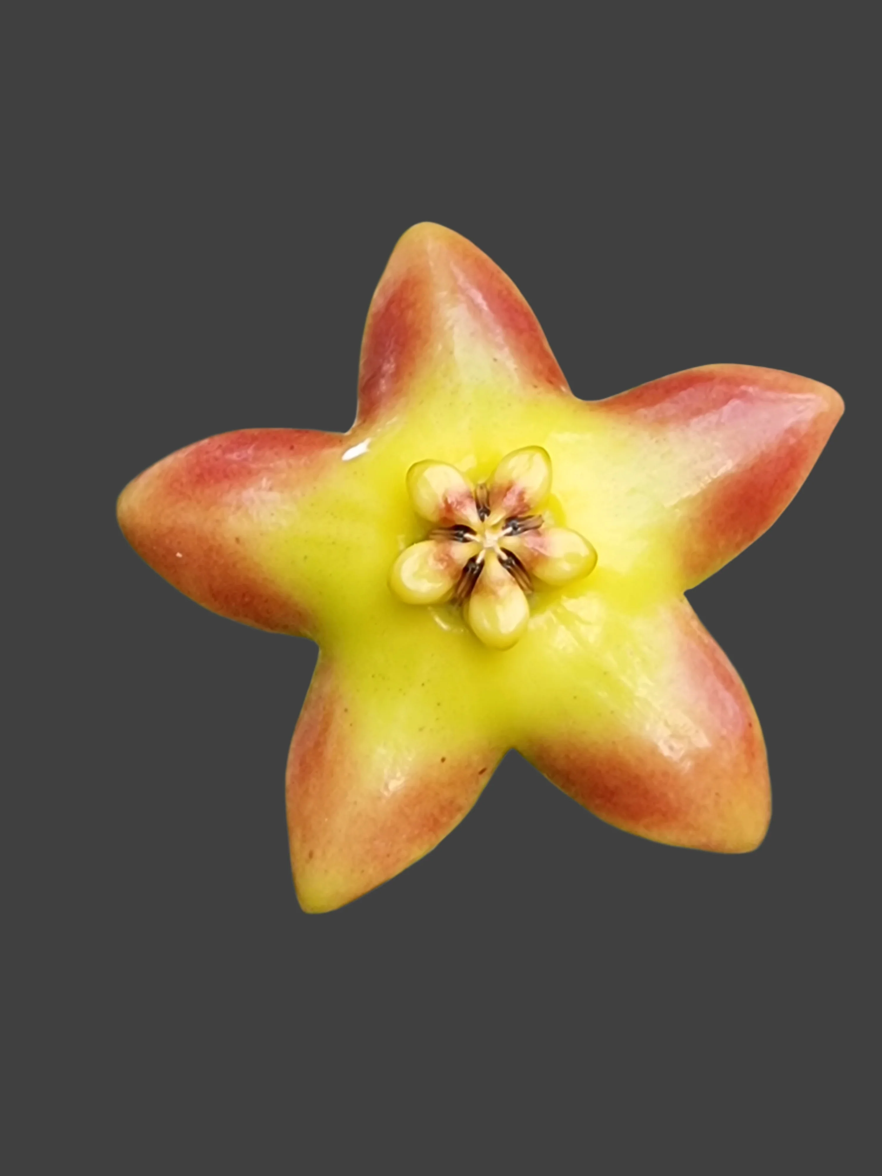 Hoya 'Ruthie' - Image 3
