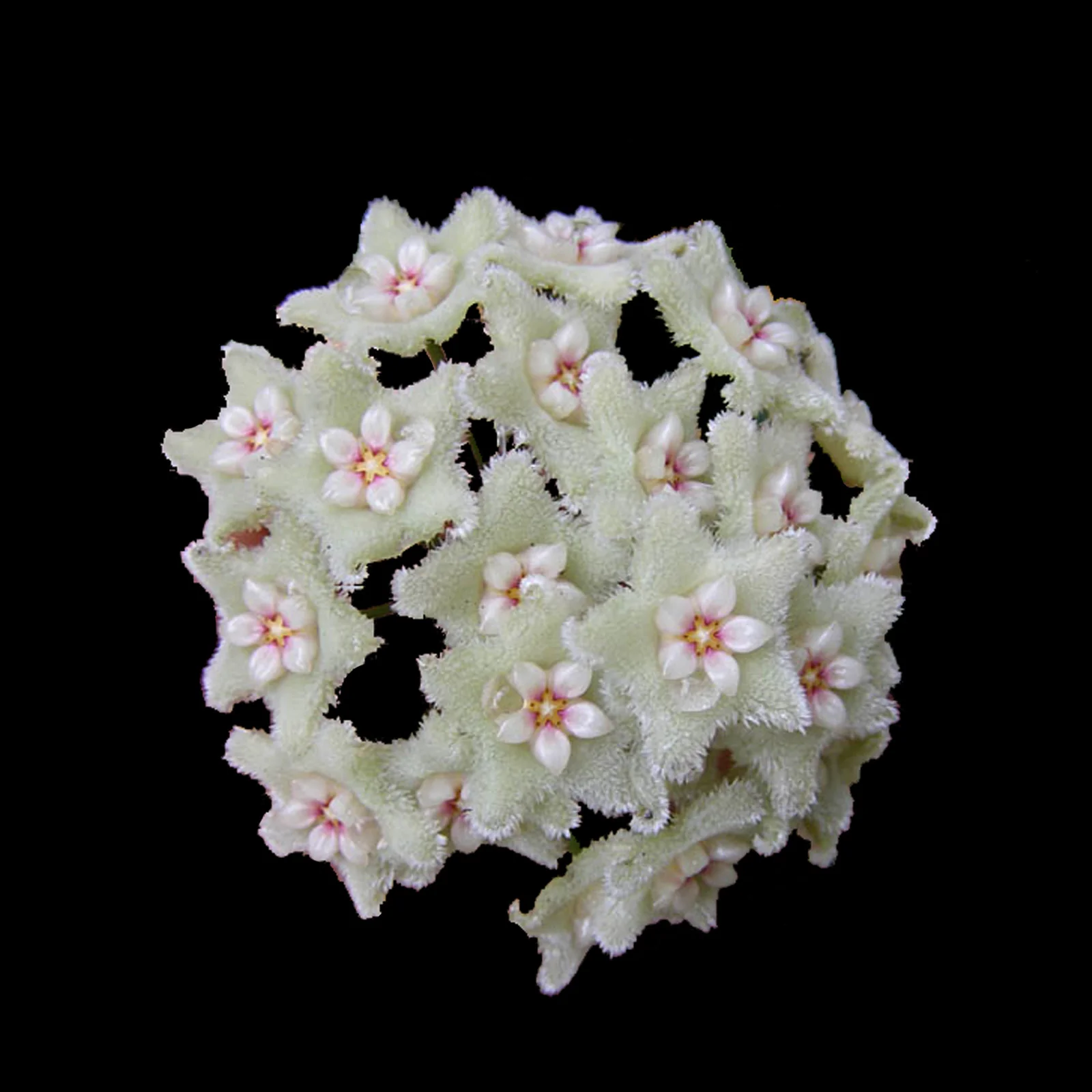 Hoya serpens