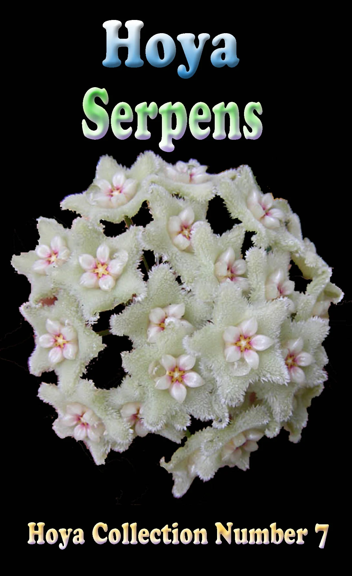 Hoya serpens - Image 2