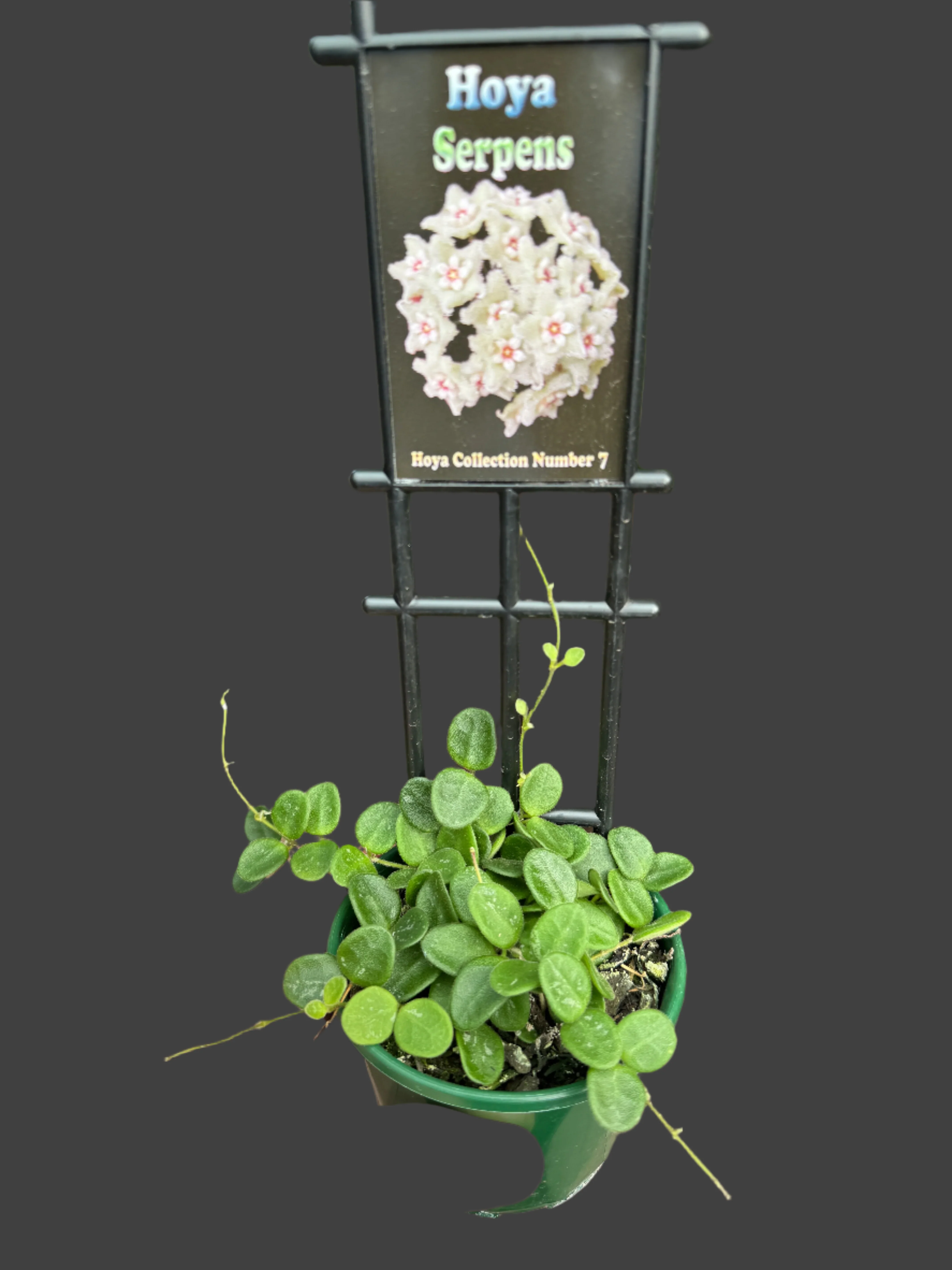 Hoya serpens - Image 3