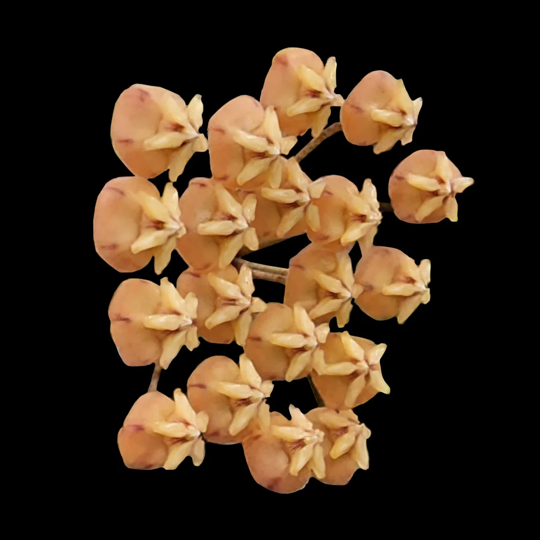 Hoya sigillatis