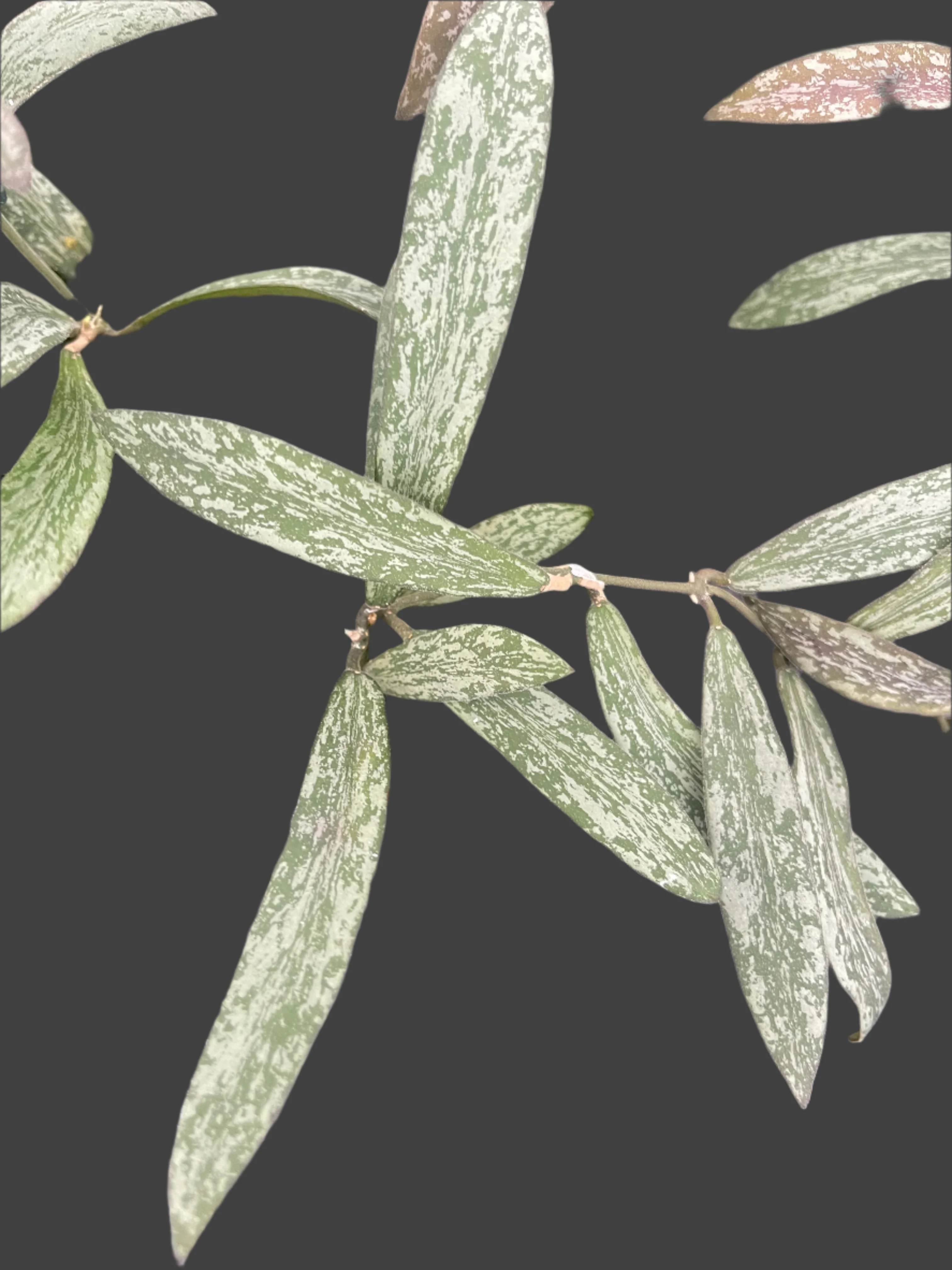 Hoya sigillatis - Image 2