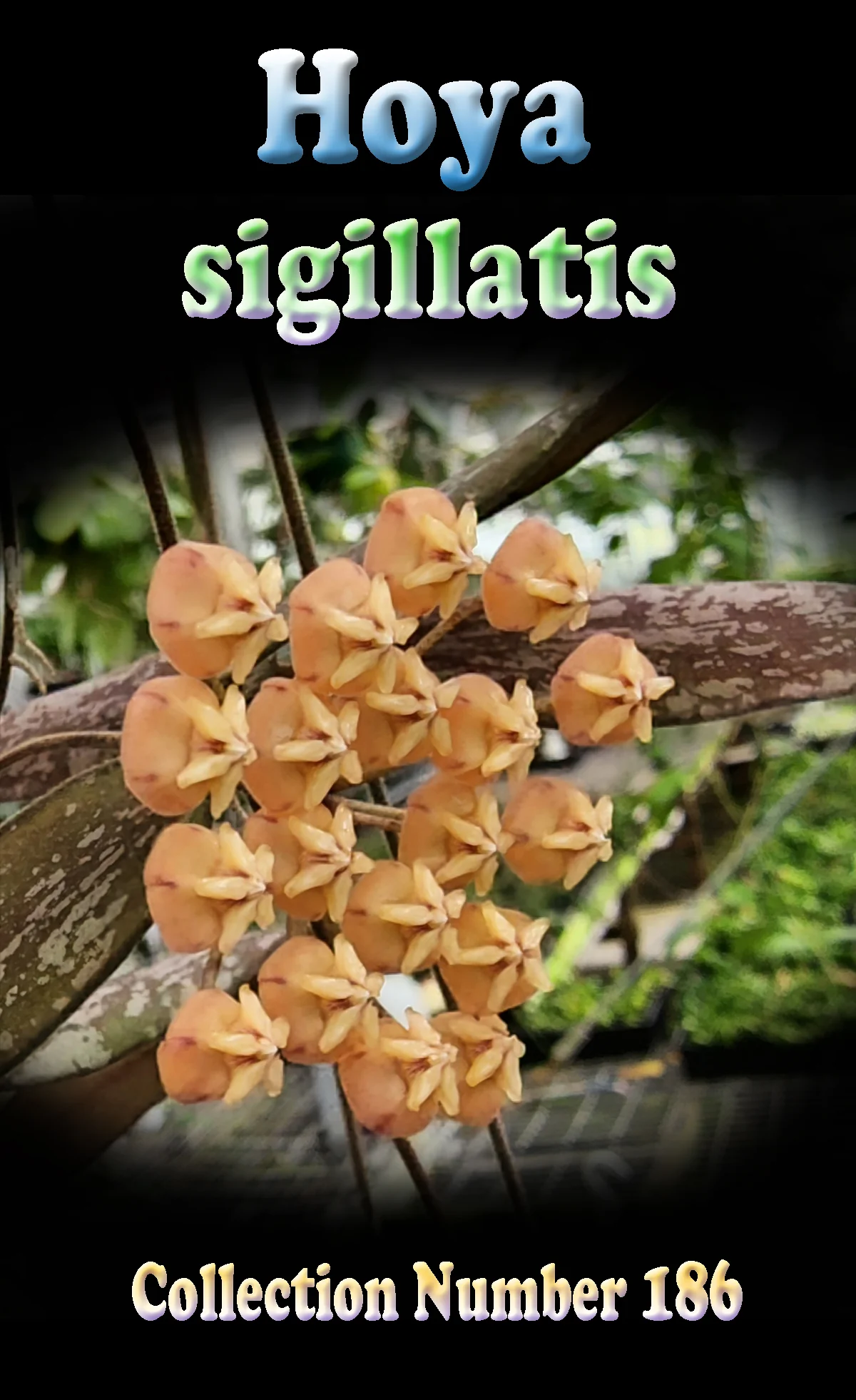 Hoya sigillatis - Image 3