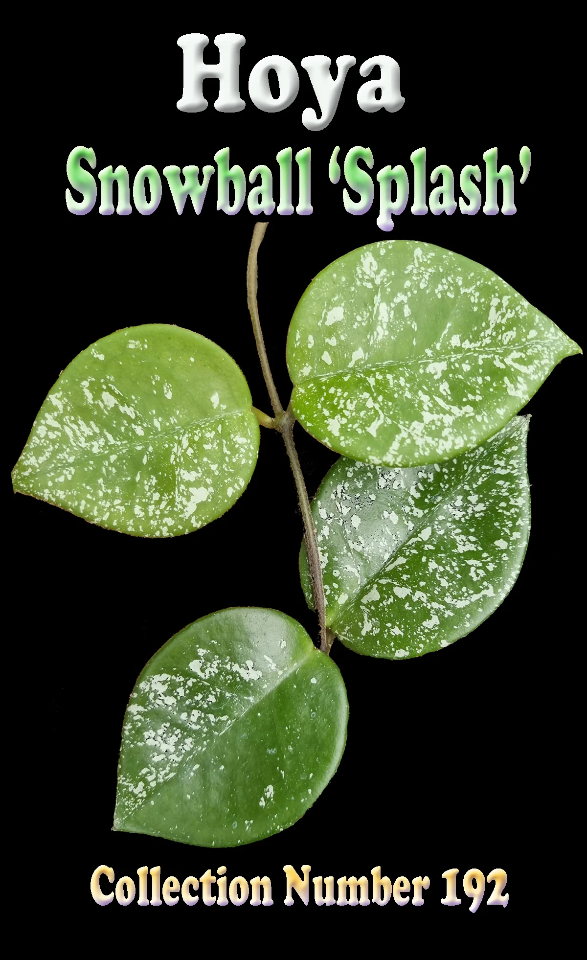 Hoya 'Snowball Splash' - Image 2