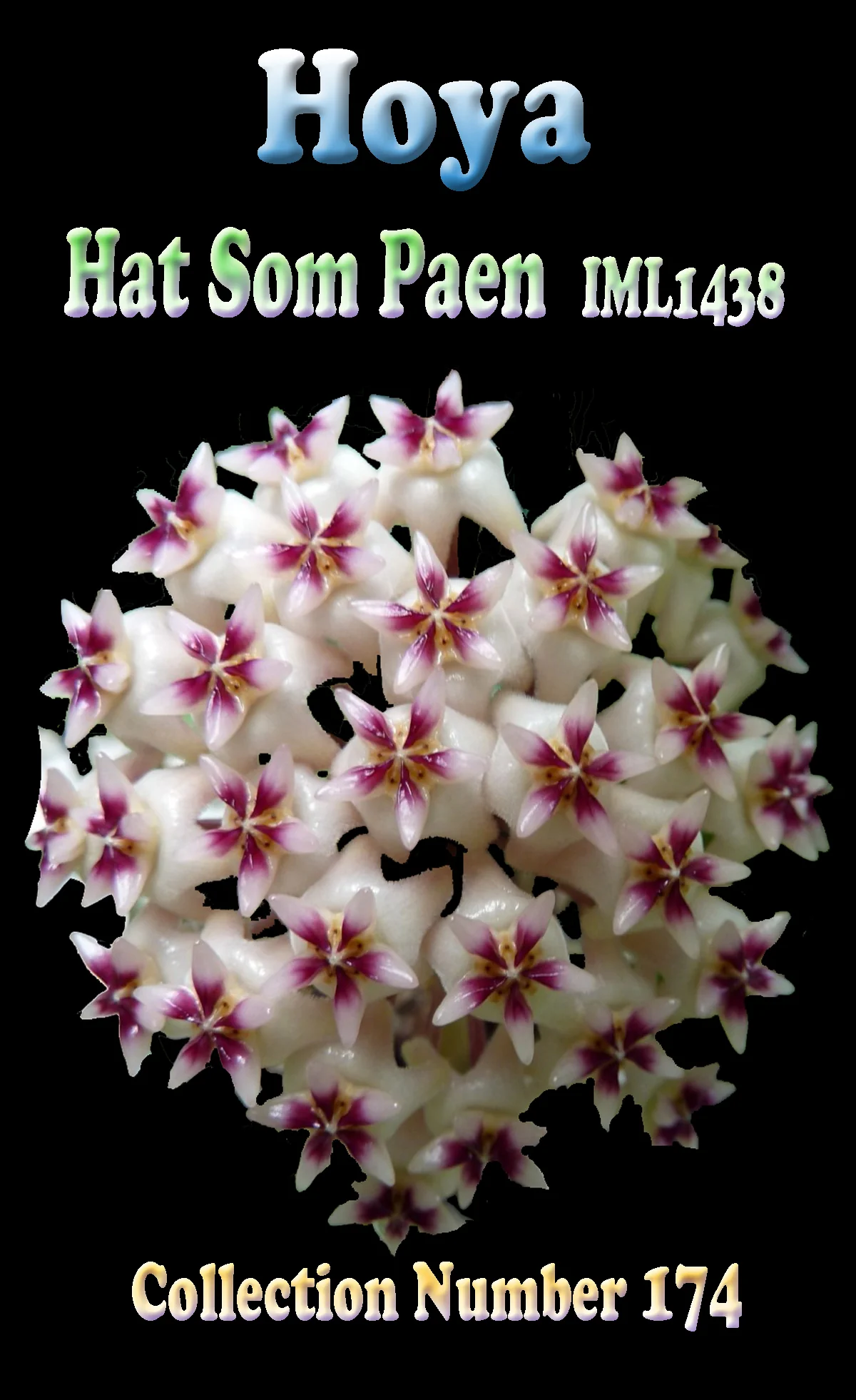 Hoya sp. Hat Som Paen (WA - Prohibited) - Image 2