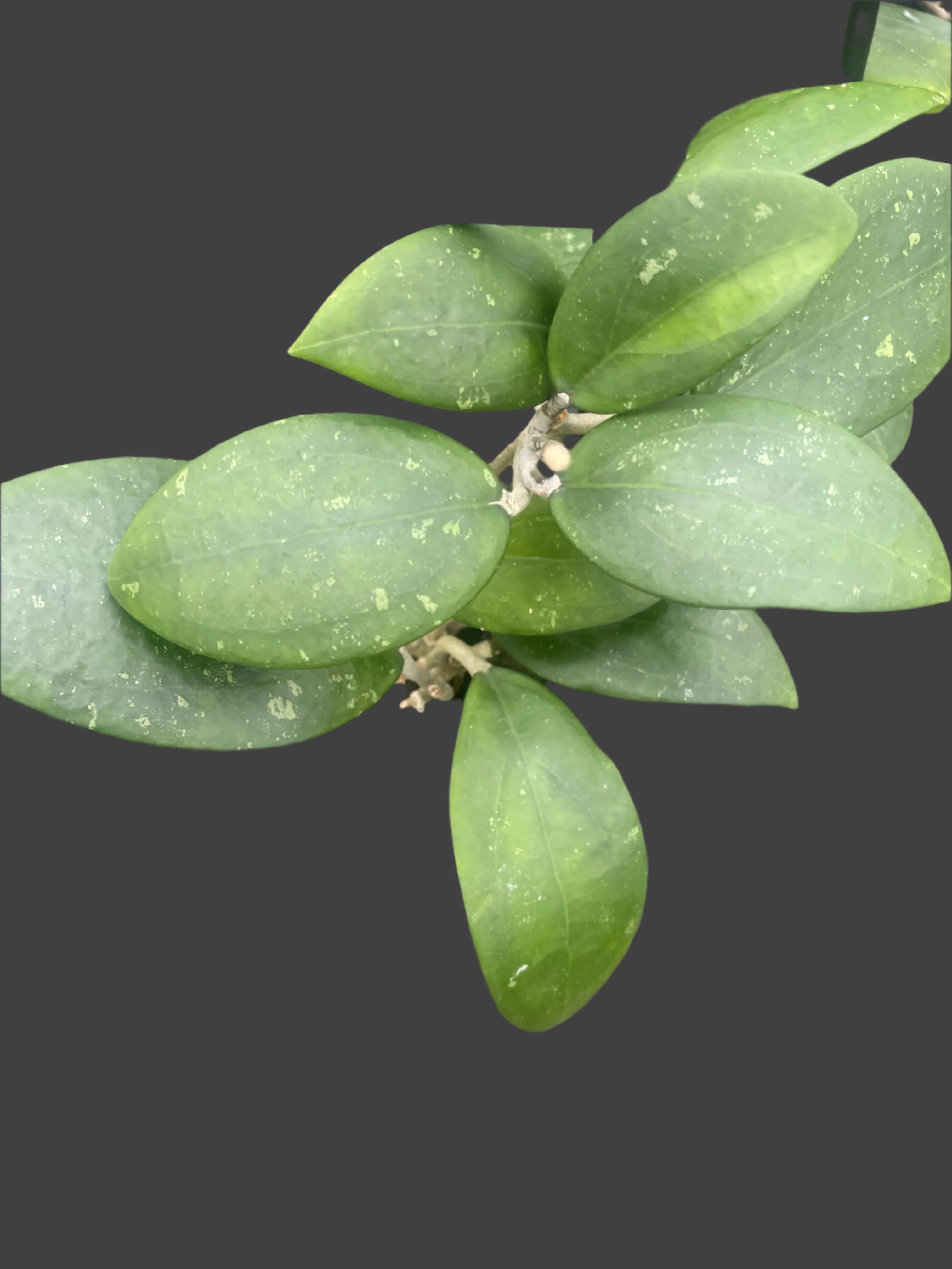 Hoya sp. Hat Som Paen (WA - Prohibited) - Image 3