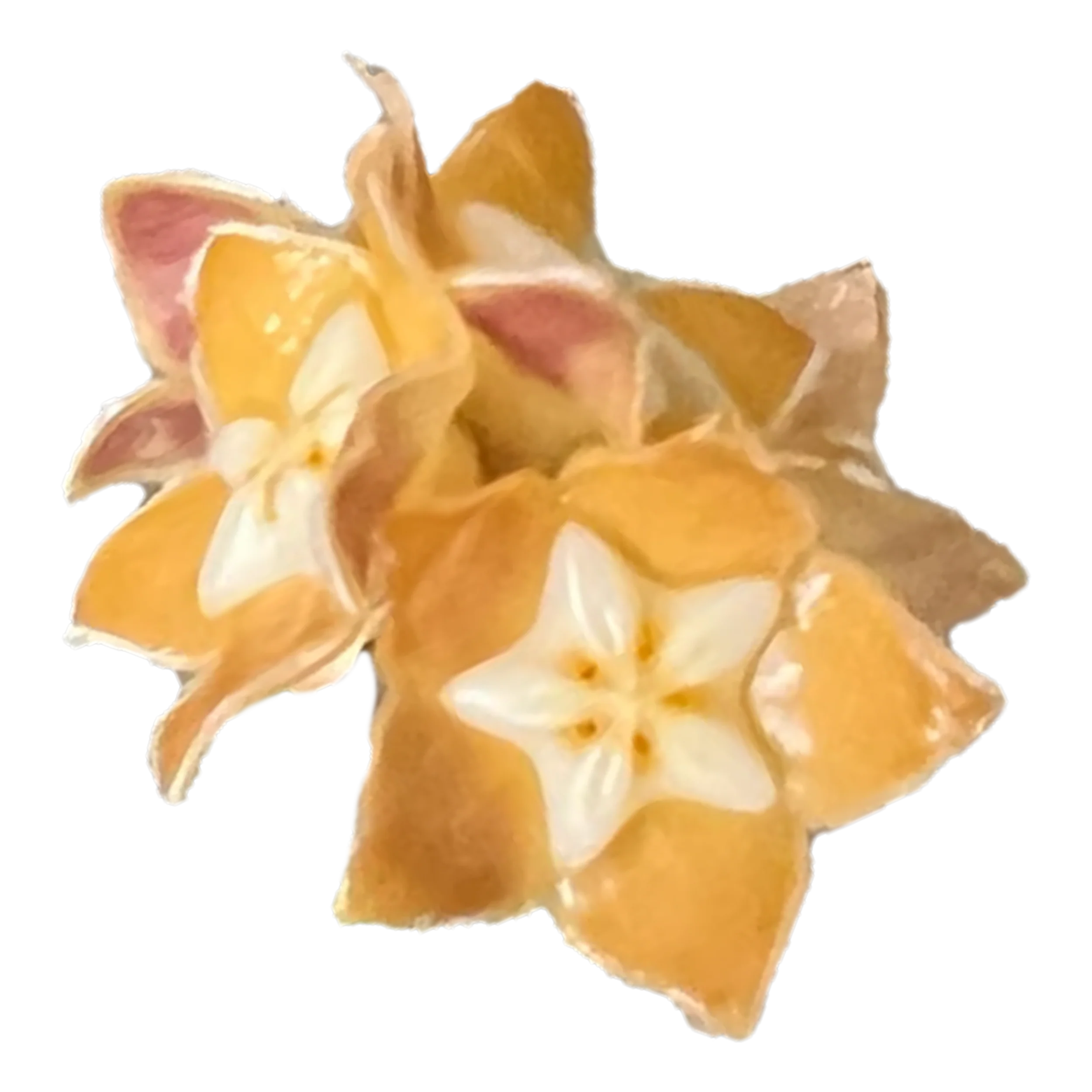 Hoya spartioides
