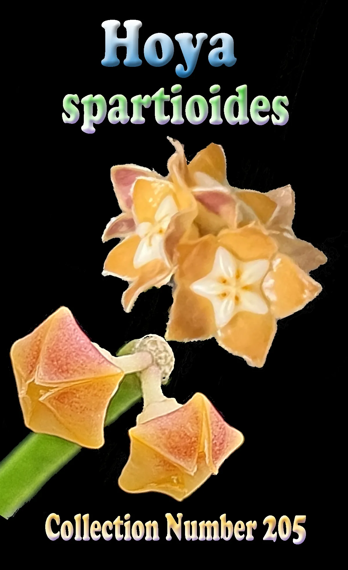 Hoya spartioides - Image 2