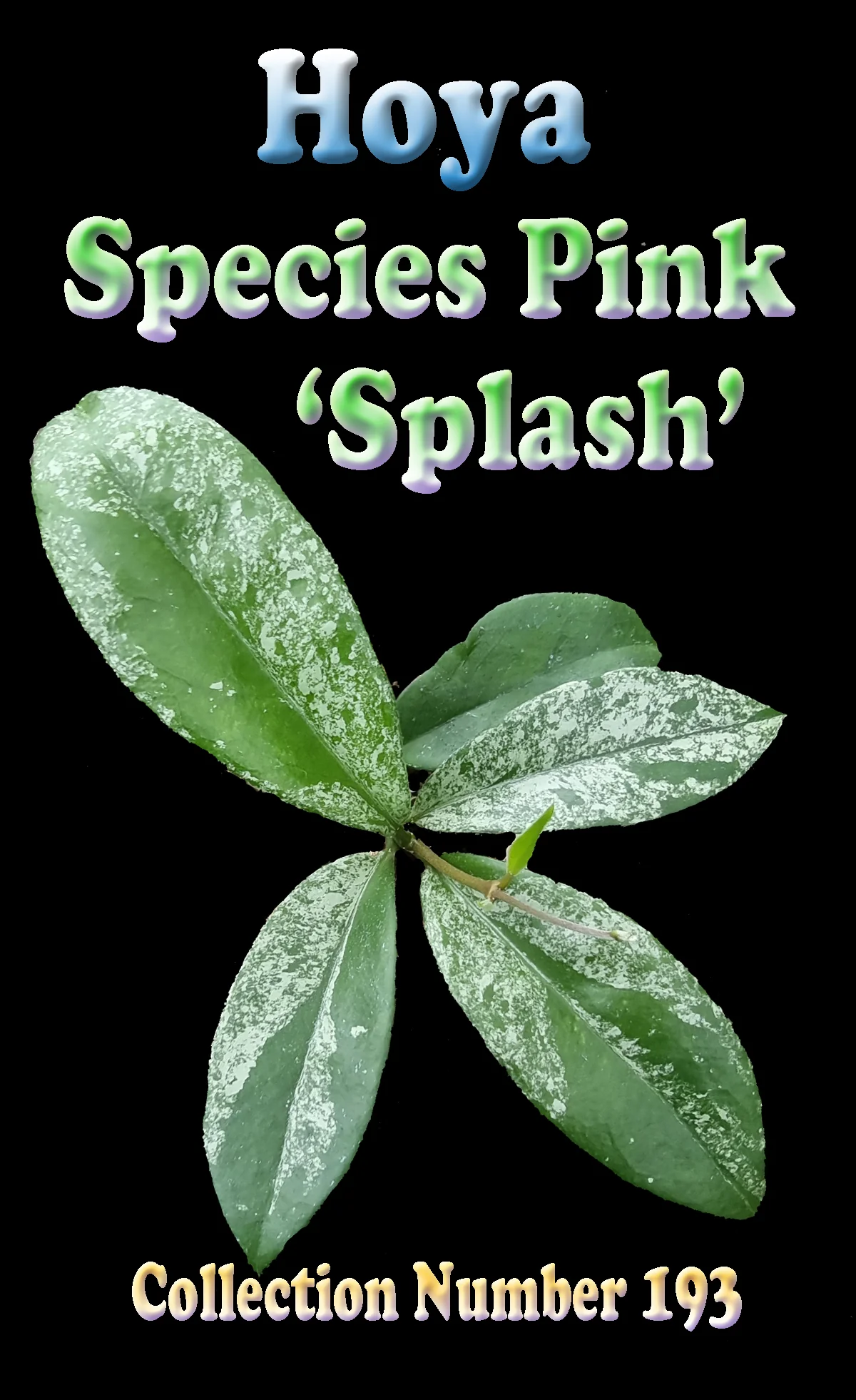 Hoya Species Pink 'Splash' - Image 2