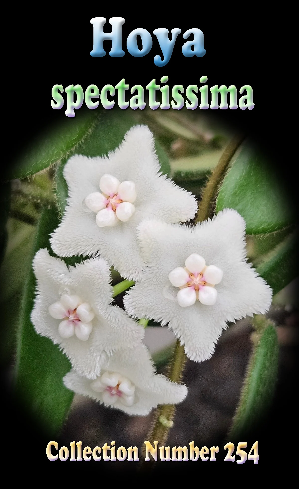 Hoya spectatissima - Image 2