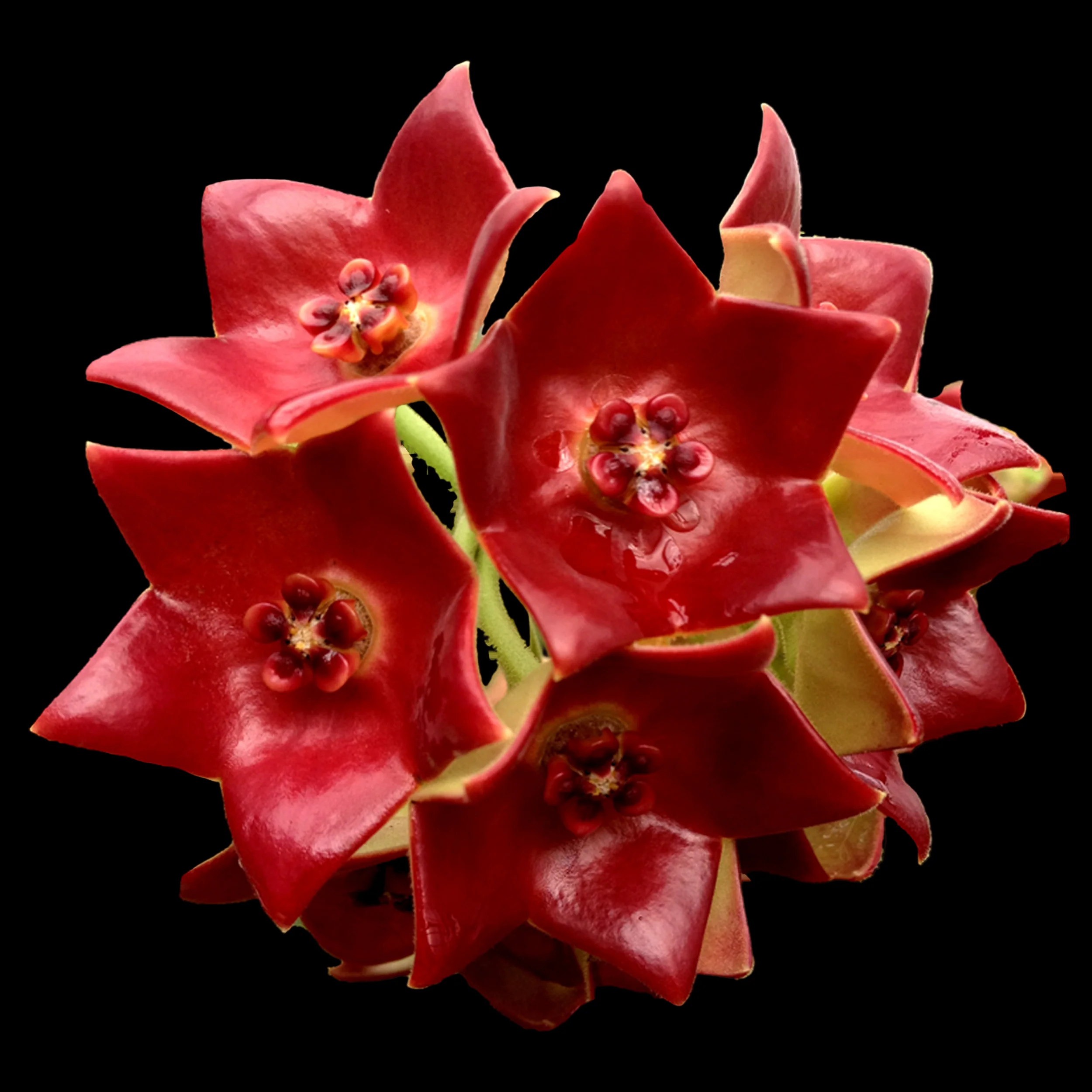 Hoya sussuela